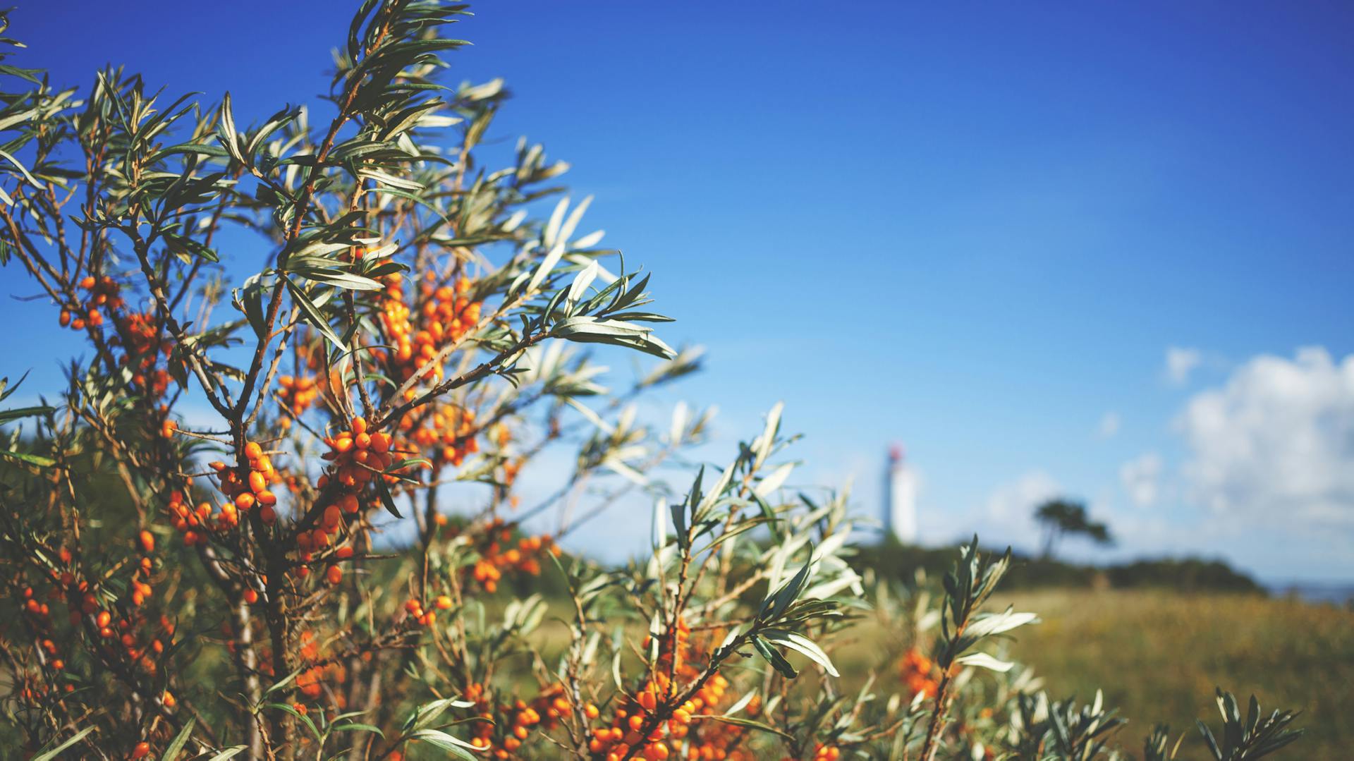 Ein Sanddornbusch in einer eher kargen Landschaft