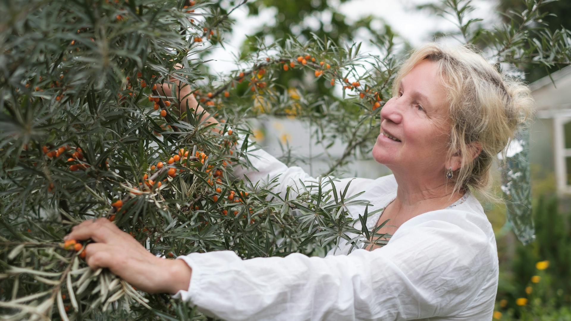 Eine Frau prüft einen Sanddornbusch.