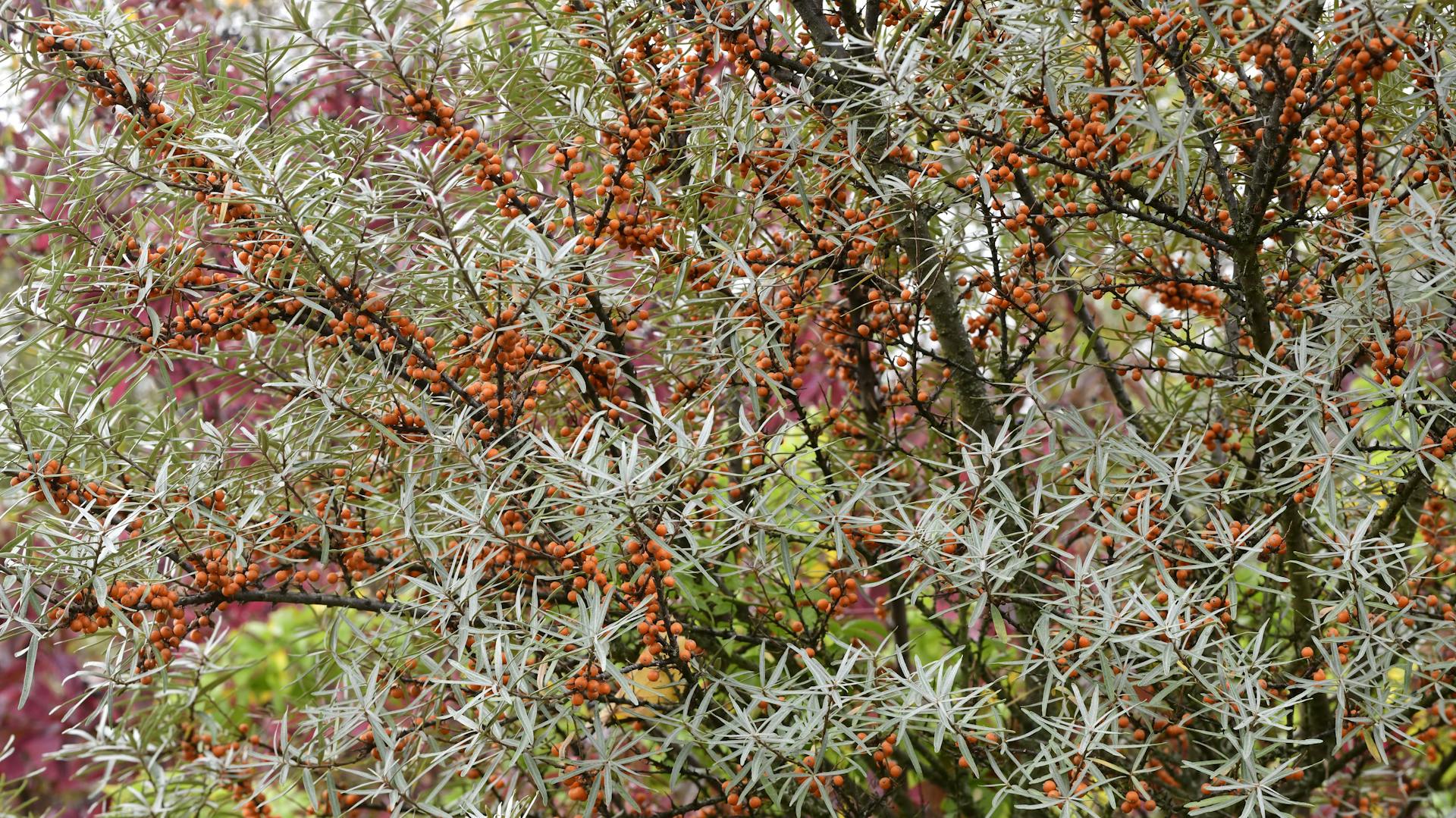 Ein Sanddornstrauch mit reichlich reifen Früchten