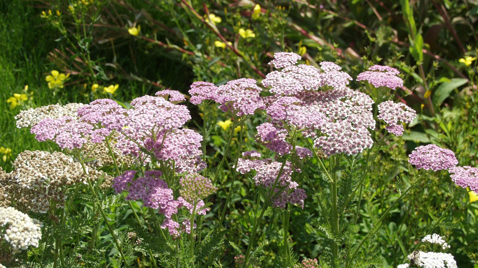 Schafgarbe im Staudenbeet