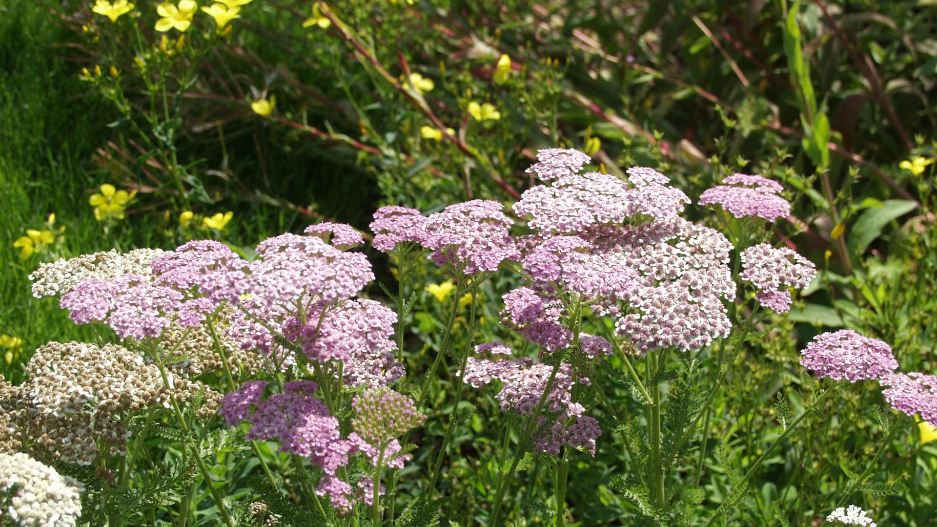 Blühende Schafgarbe im Garten