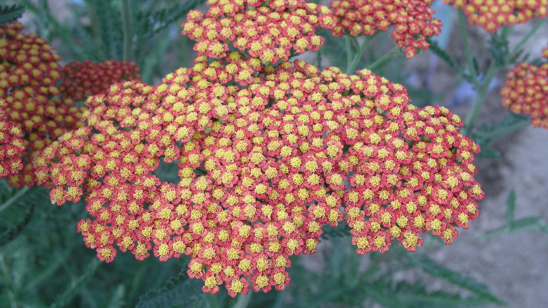 Rot blühende Schafgarbe