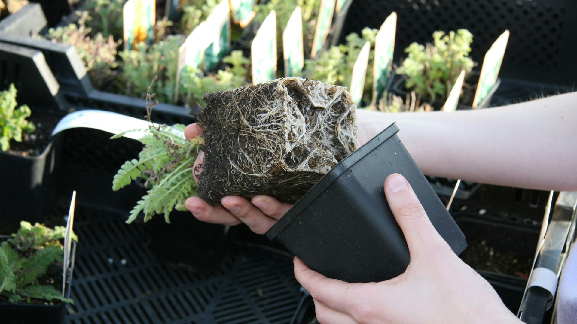 Wurzelballen einer Schafgarbe