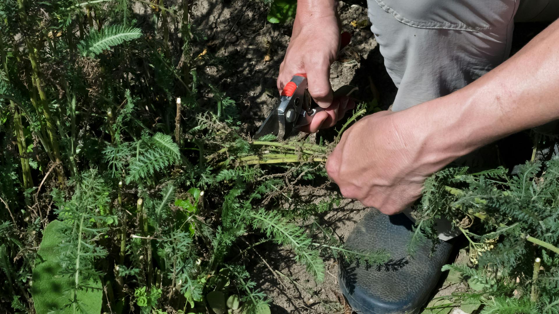 Schafgarbe wird geschnitten
