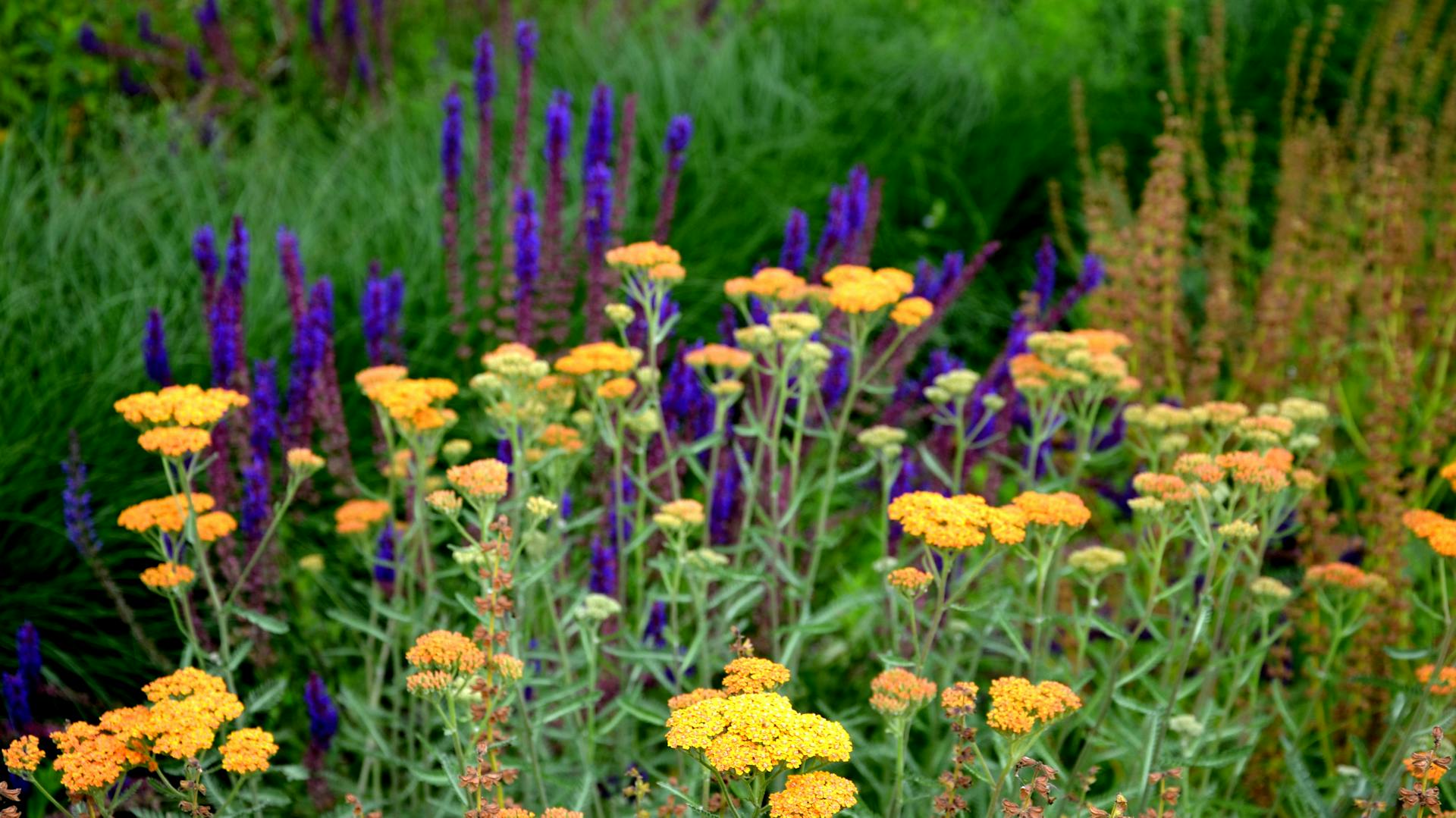 Schafgarbe im Bauerngarten