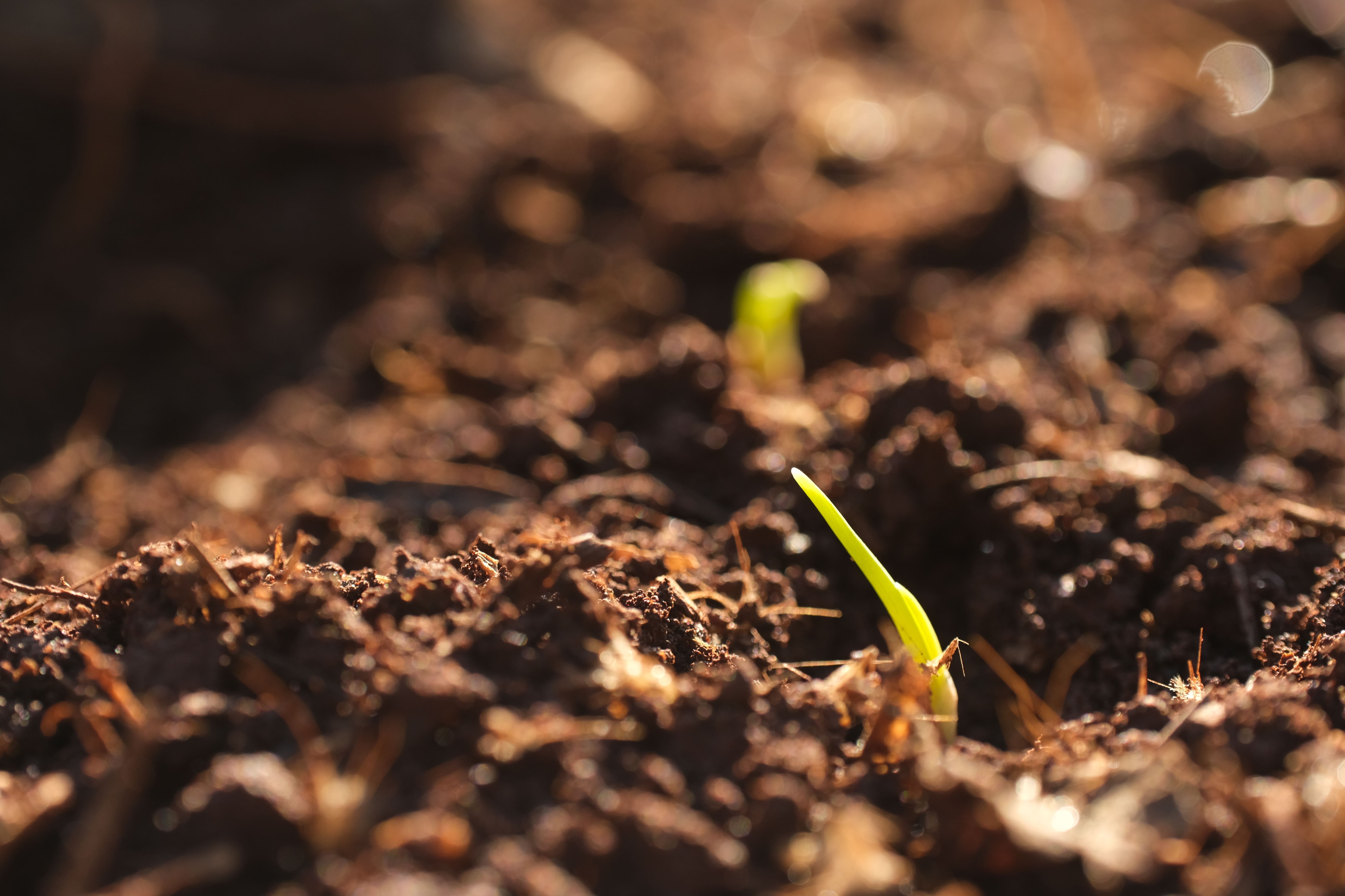 Schalotte pflanzen Anleitung und Wissenswertes OBI