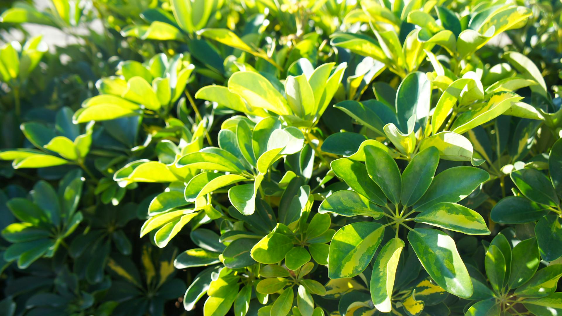 Schefflera im Garten