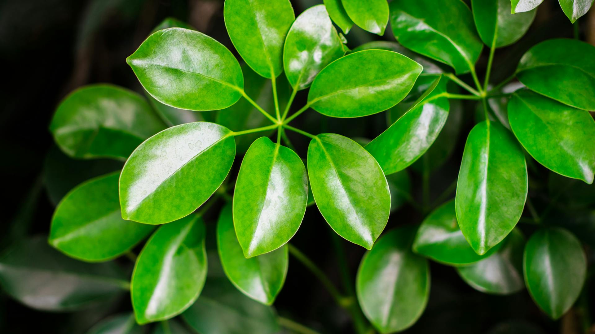Blätter der Schefflera