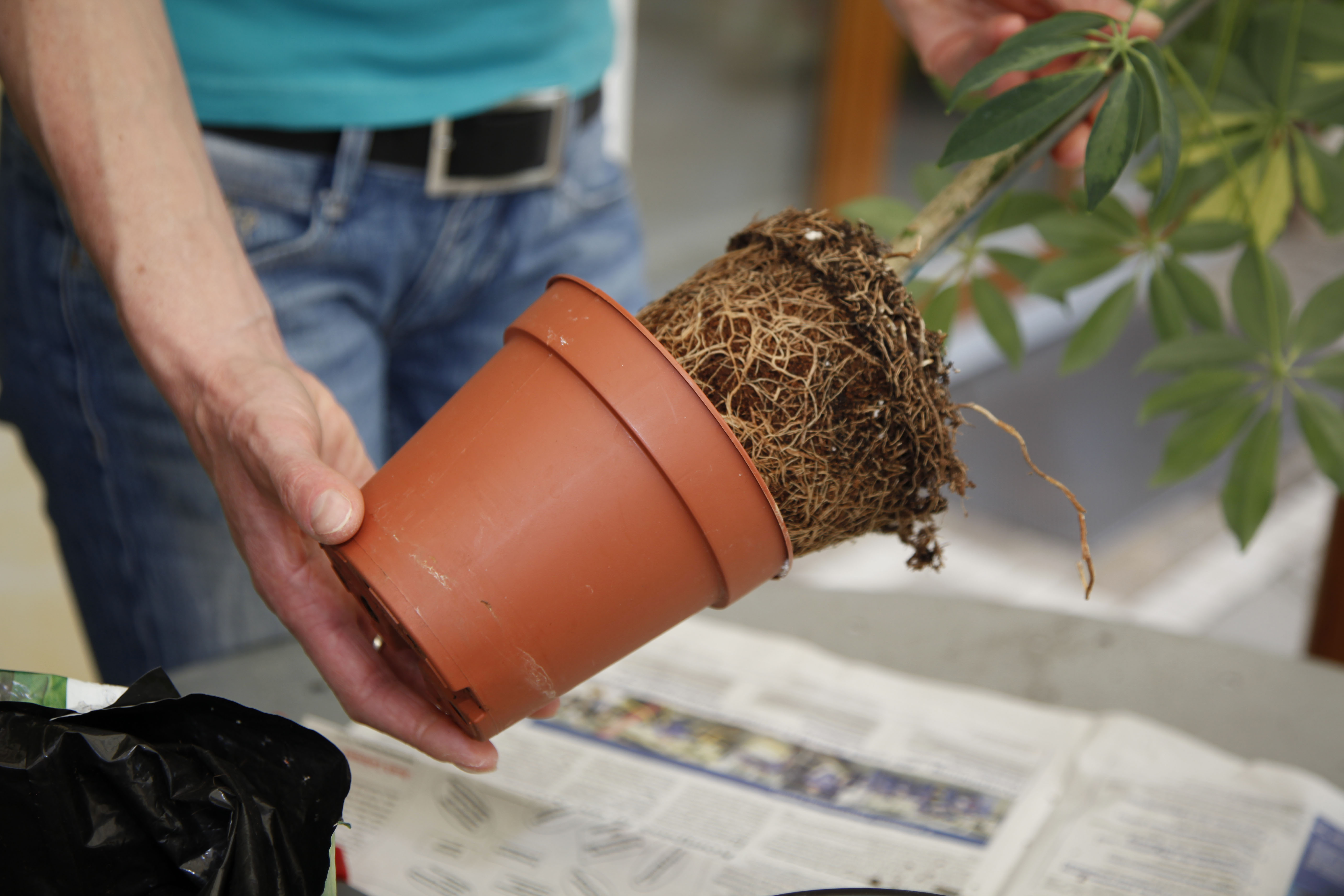 Eine Person zieht eine Schefflera samt Wurzelballen aus einem Pflanztopf.