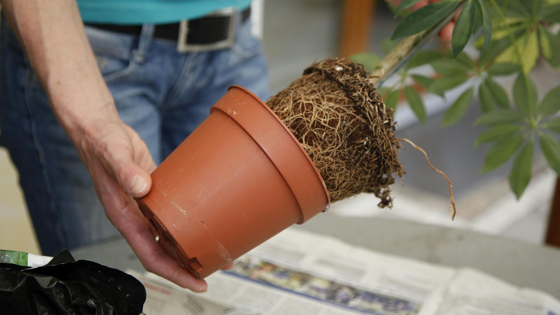 Eine Person zieht eine Schefflera samt Wurzelballen aus einem Pflanztopf.