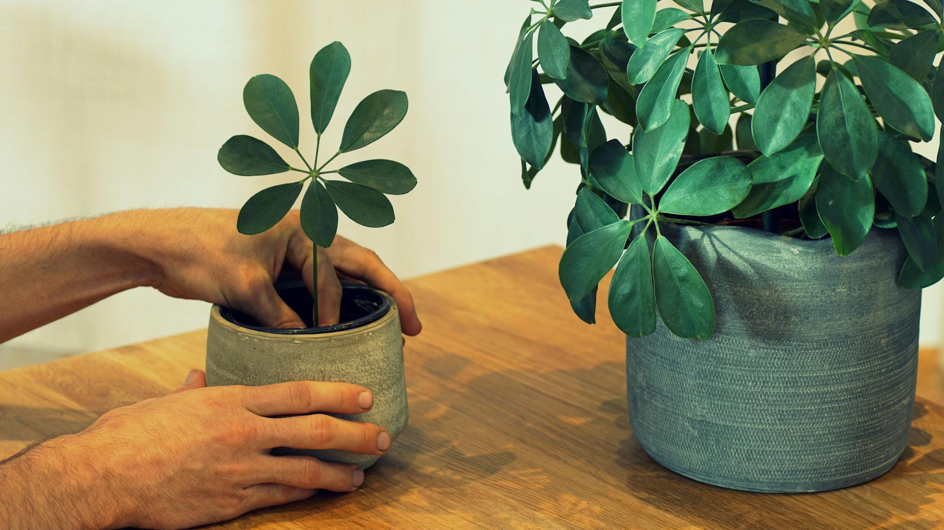 Eine Person pflanzt einen Schefflera-Steckling in einen Topf.