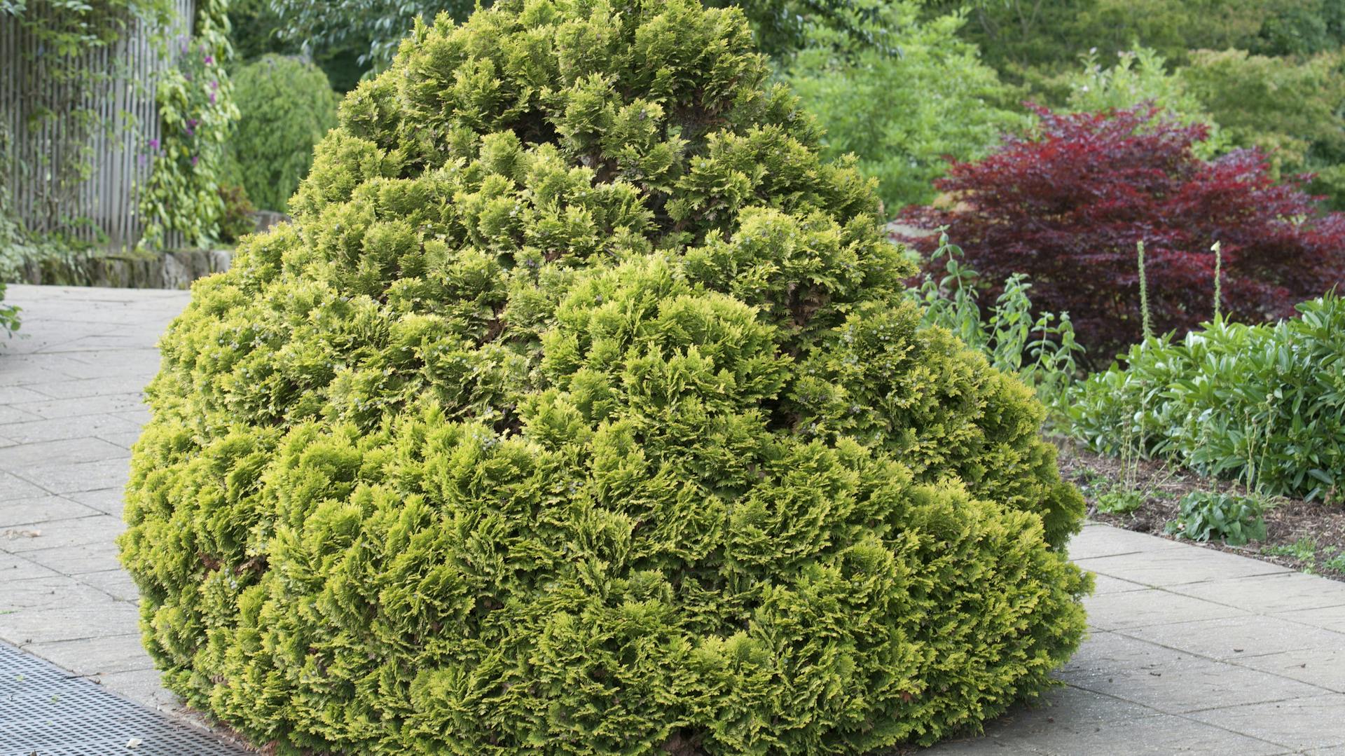 Scheinzypresse im Garten