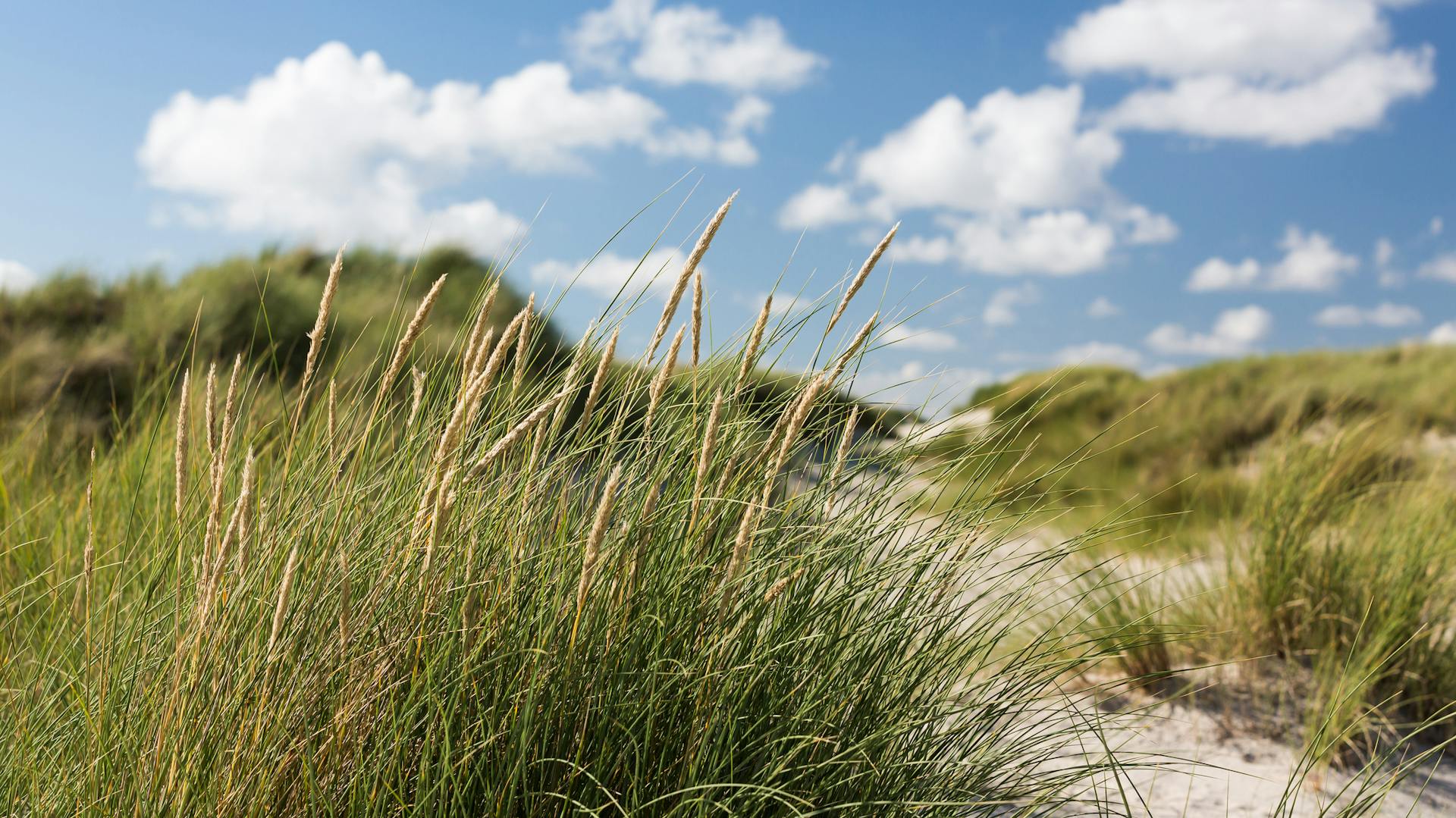 Schilfrohr in Dünen