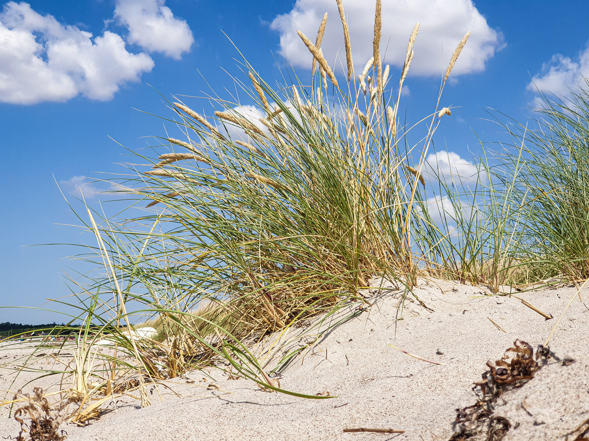 Schilfrohr auf einer Stranddüne