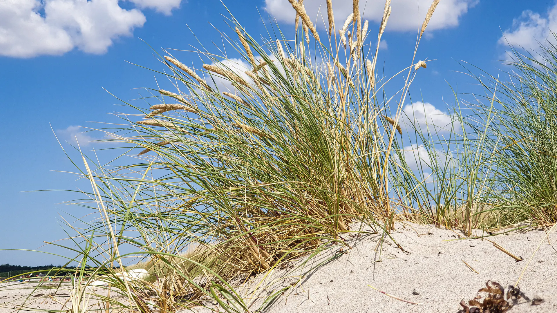 Schilfrohr auf einer Stranddüne