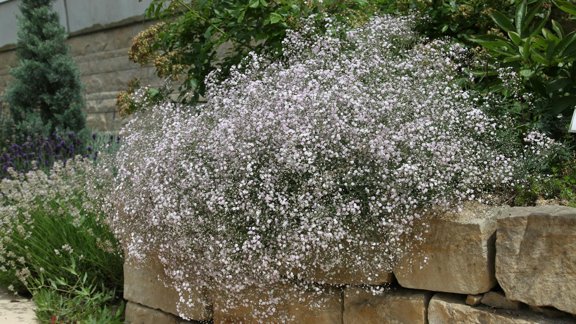 Schleierkraut an einer Gartenmauer