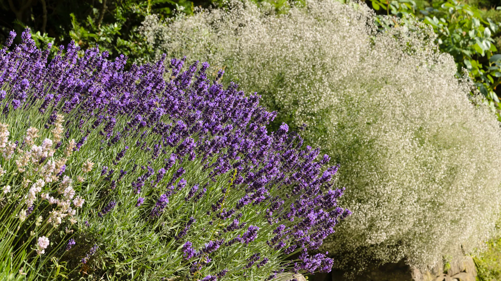 Lavendel und Schleierkraut