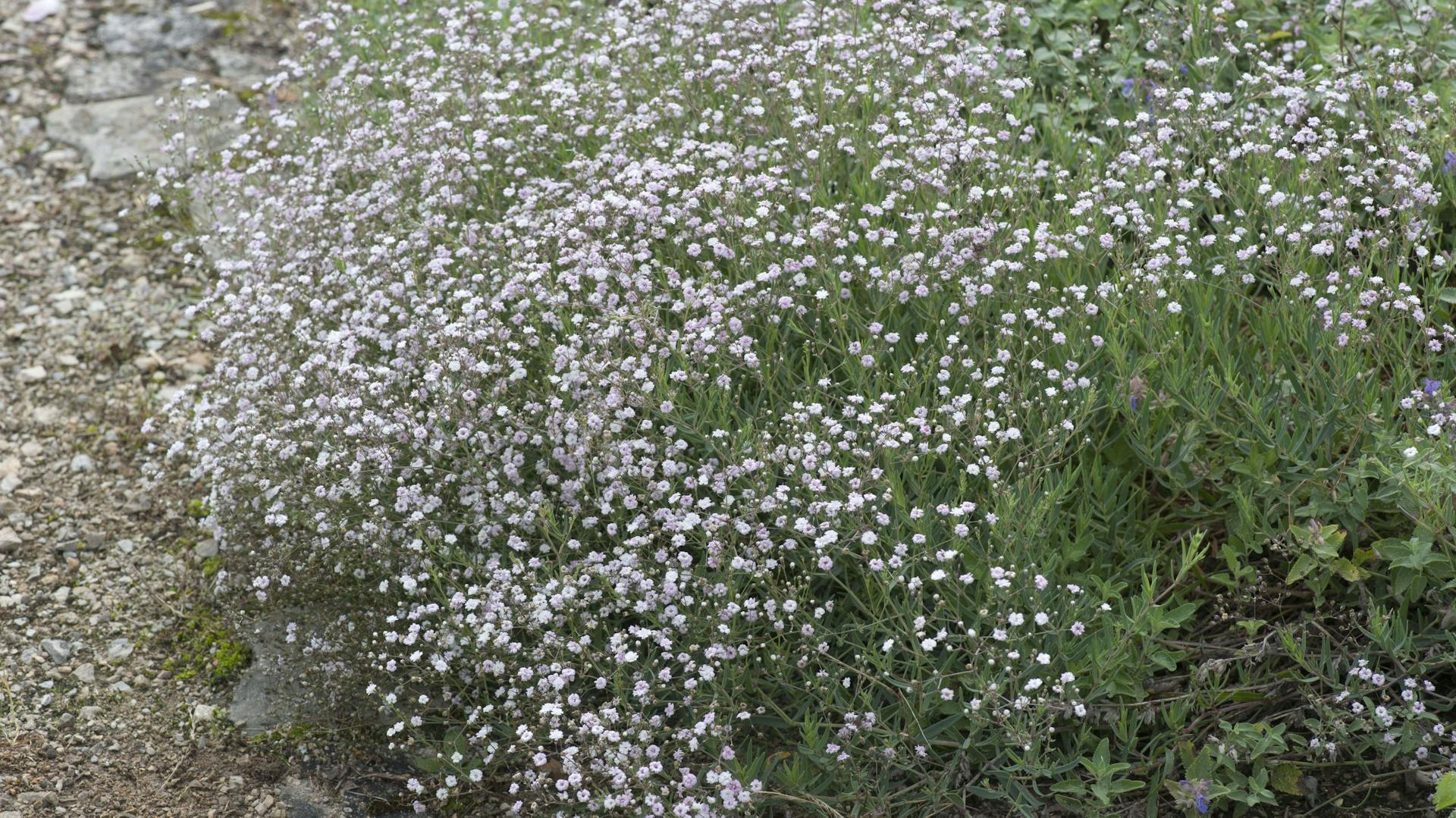 Гипсофила ростки