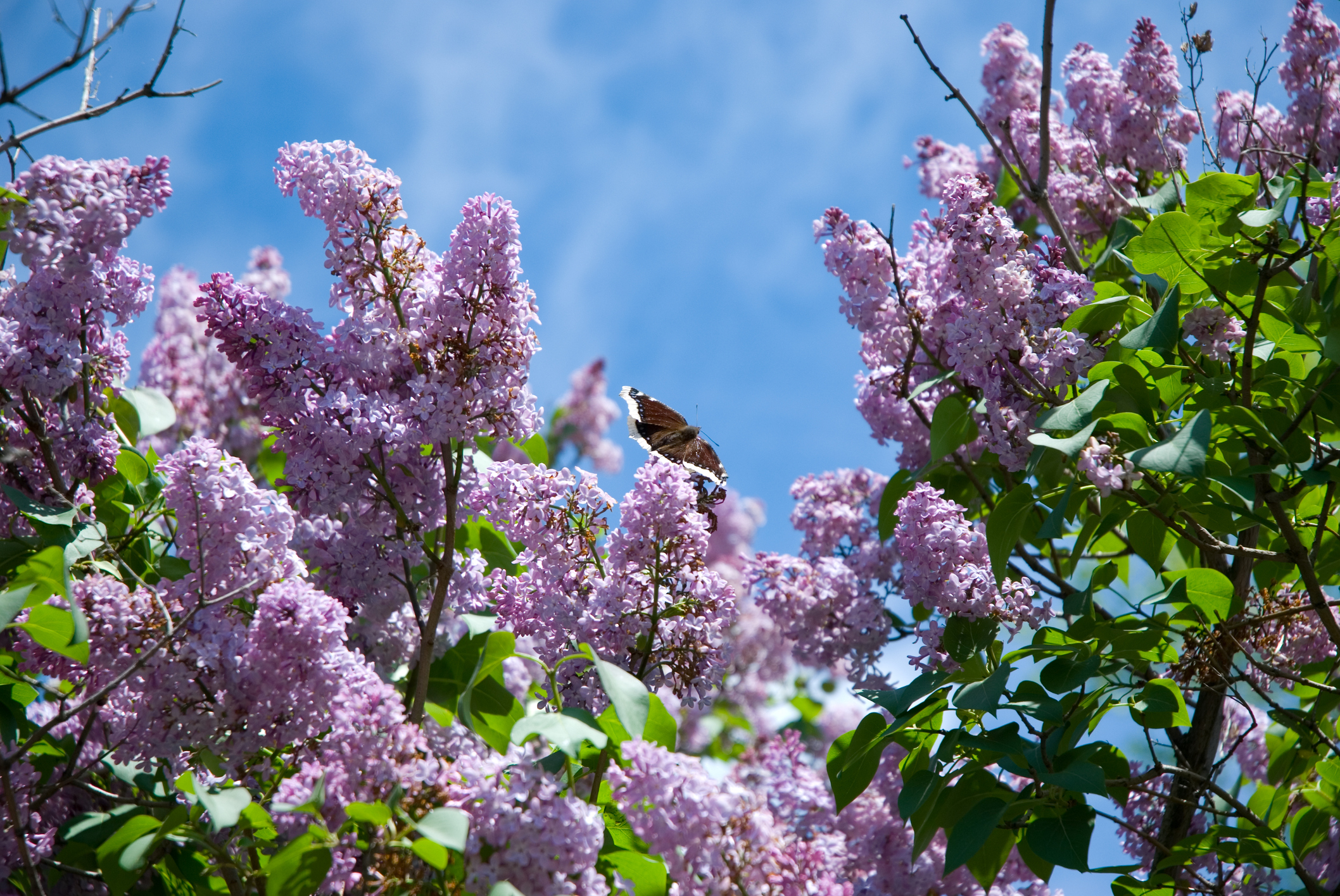 Flieder blüht in violett im Garten.