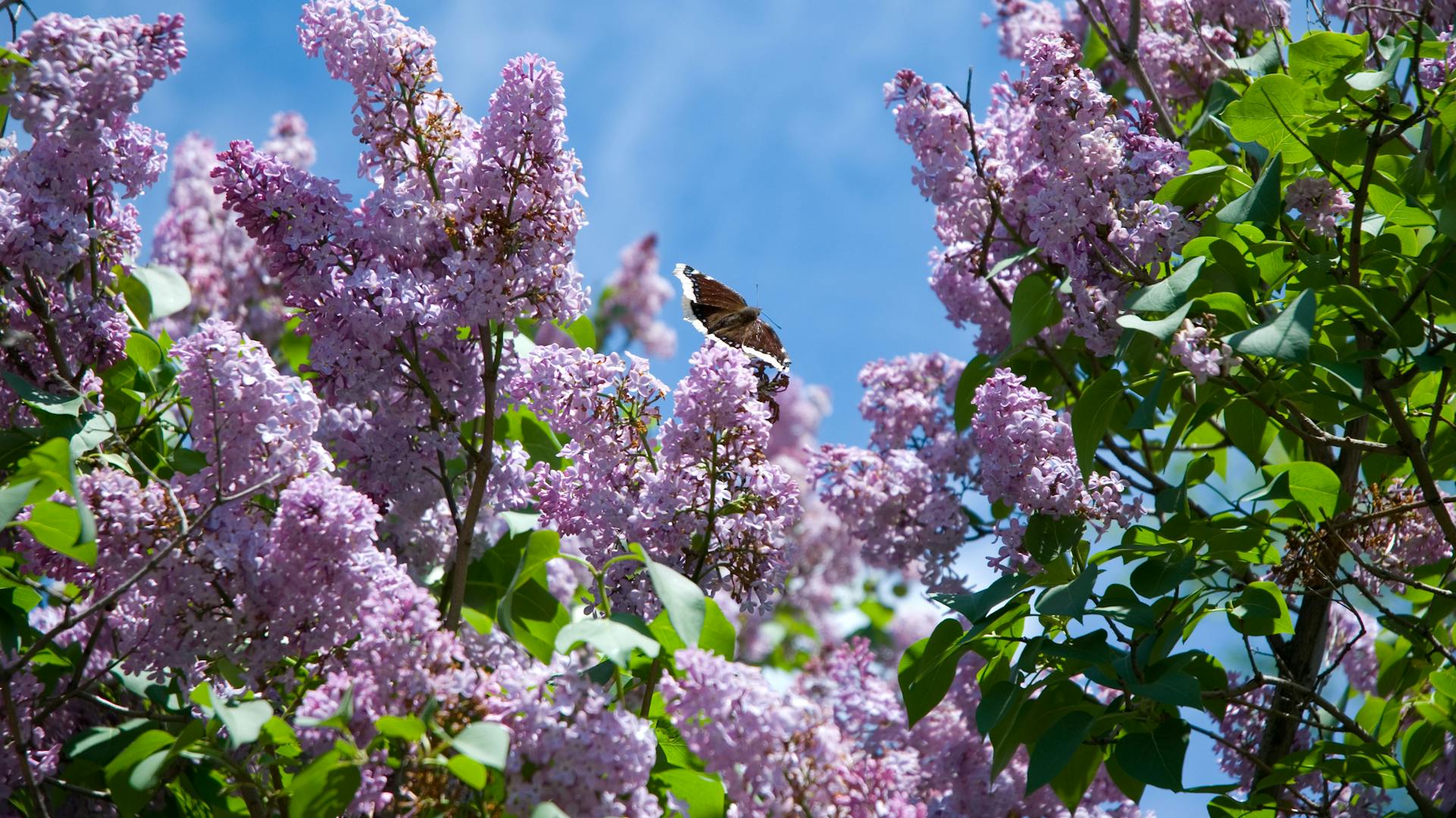 Flieder blüht in violett im Garten.