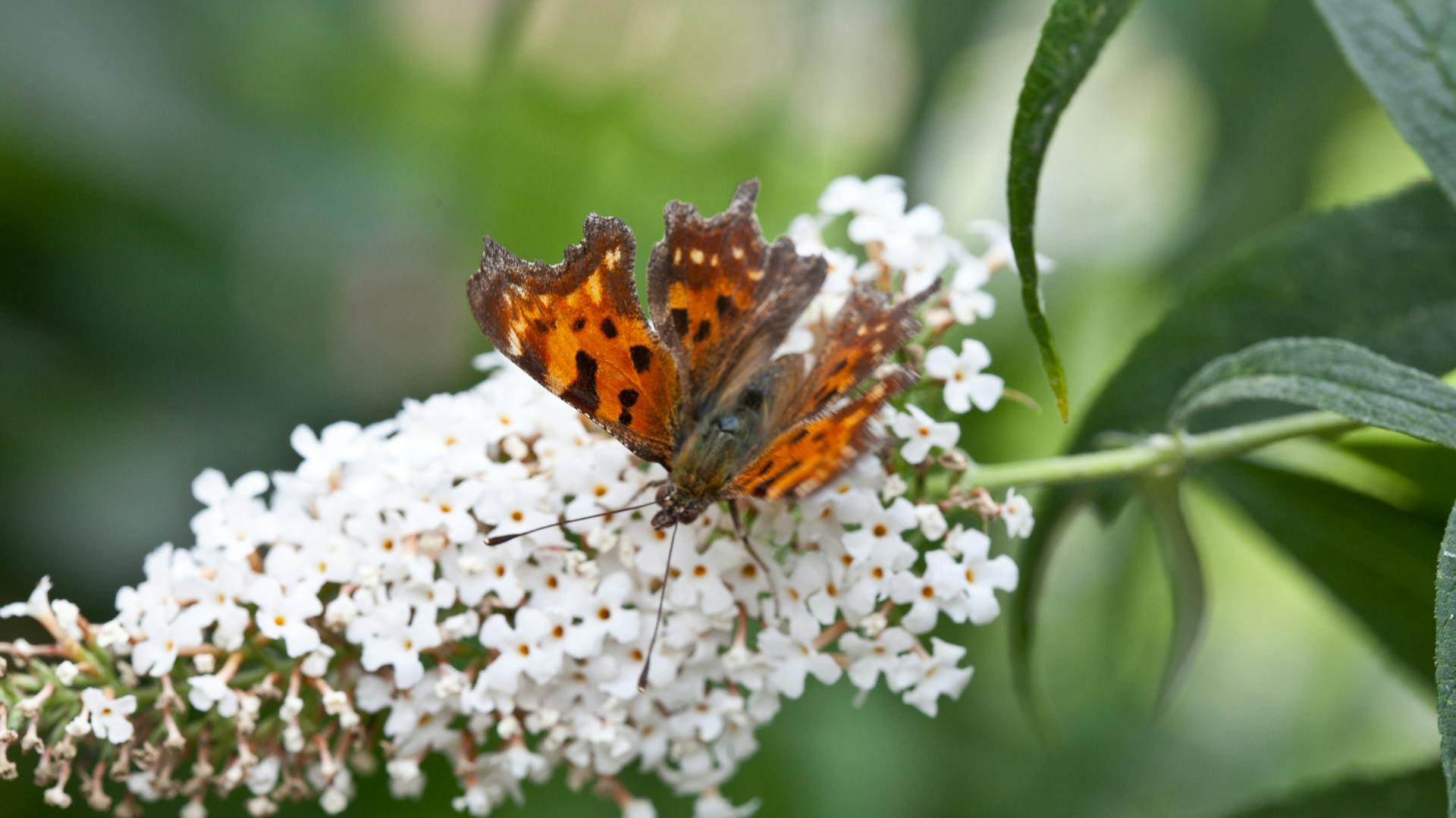 Ein Schmetterling sitzt auf dem Schmetterlingsflieder.