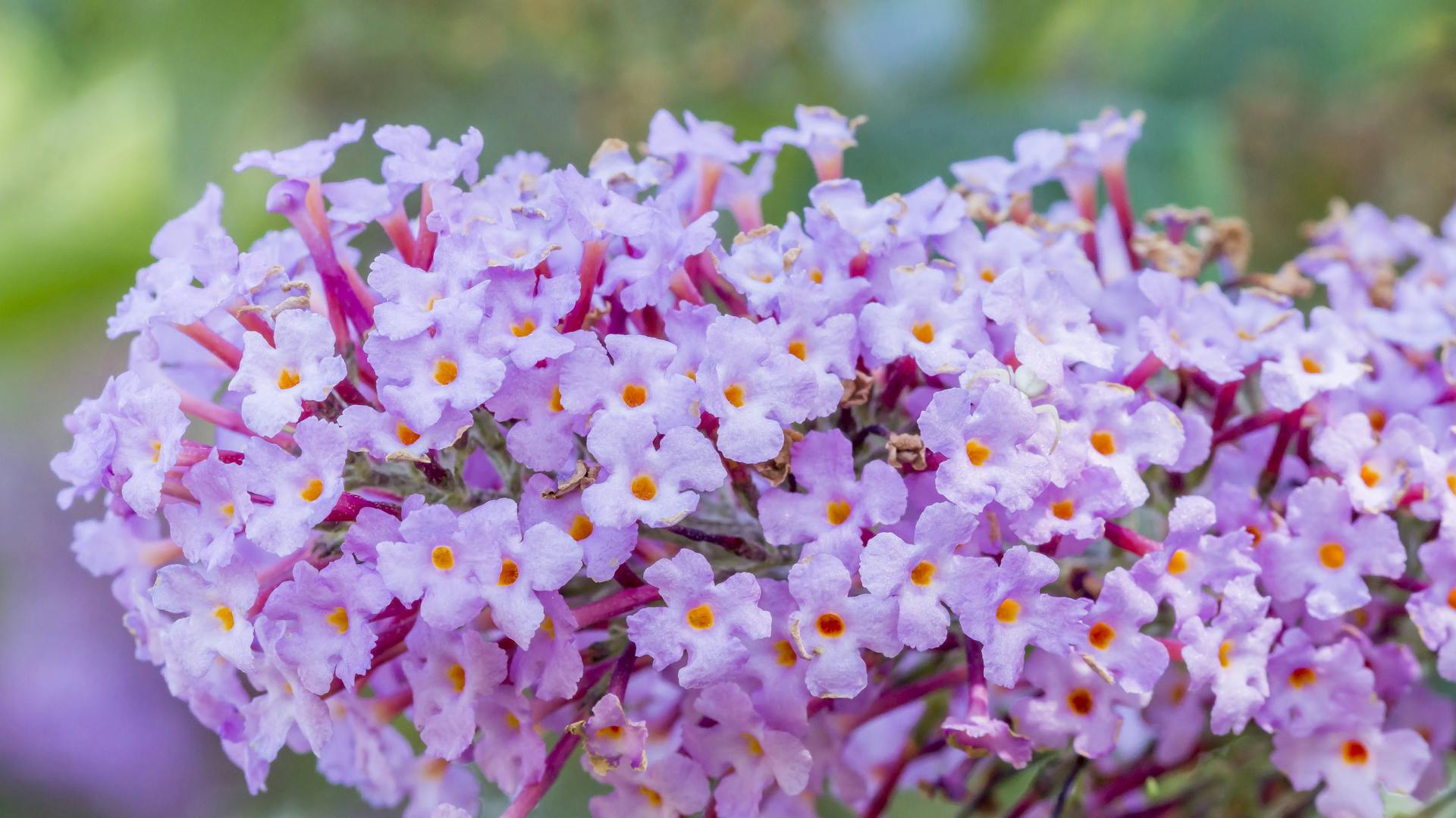 Schmetterlingsflieder „Pink Delight“ blüht im Garten.