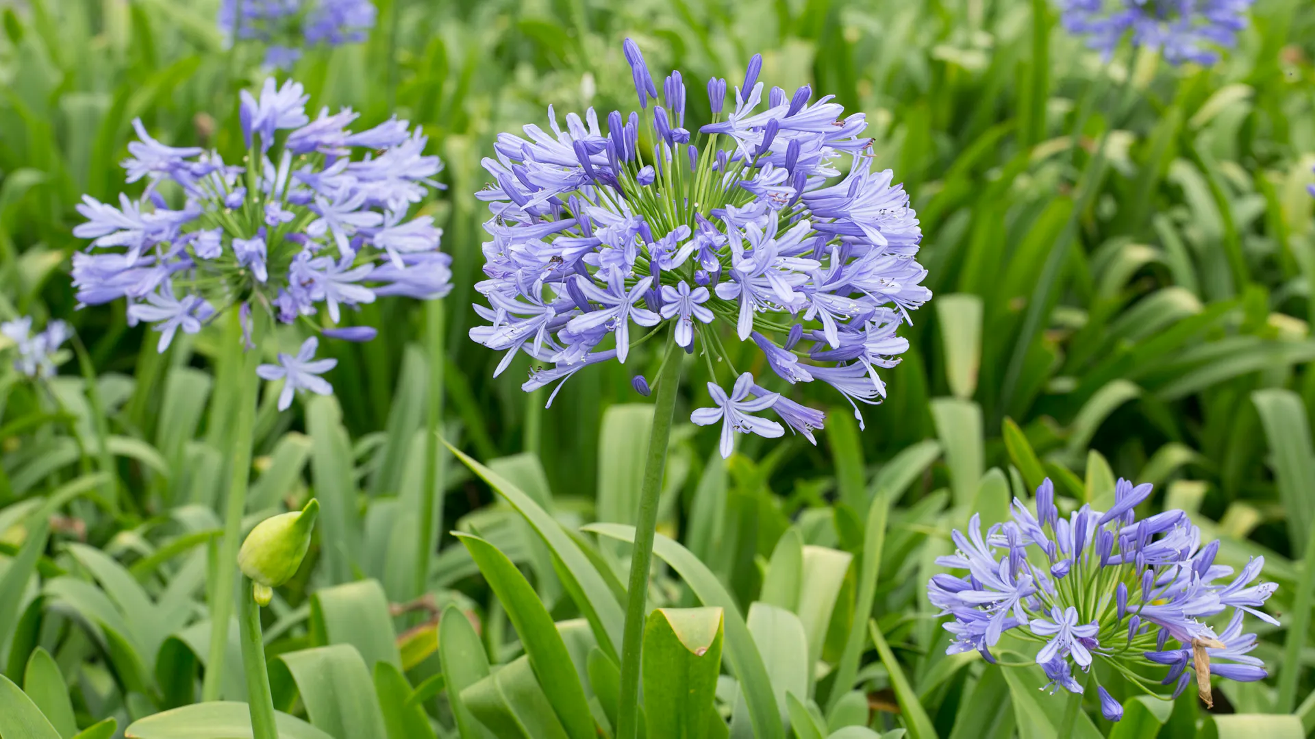 Hellblau blühende Schmucklilien im Garten