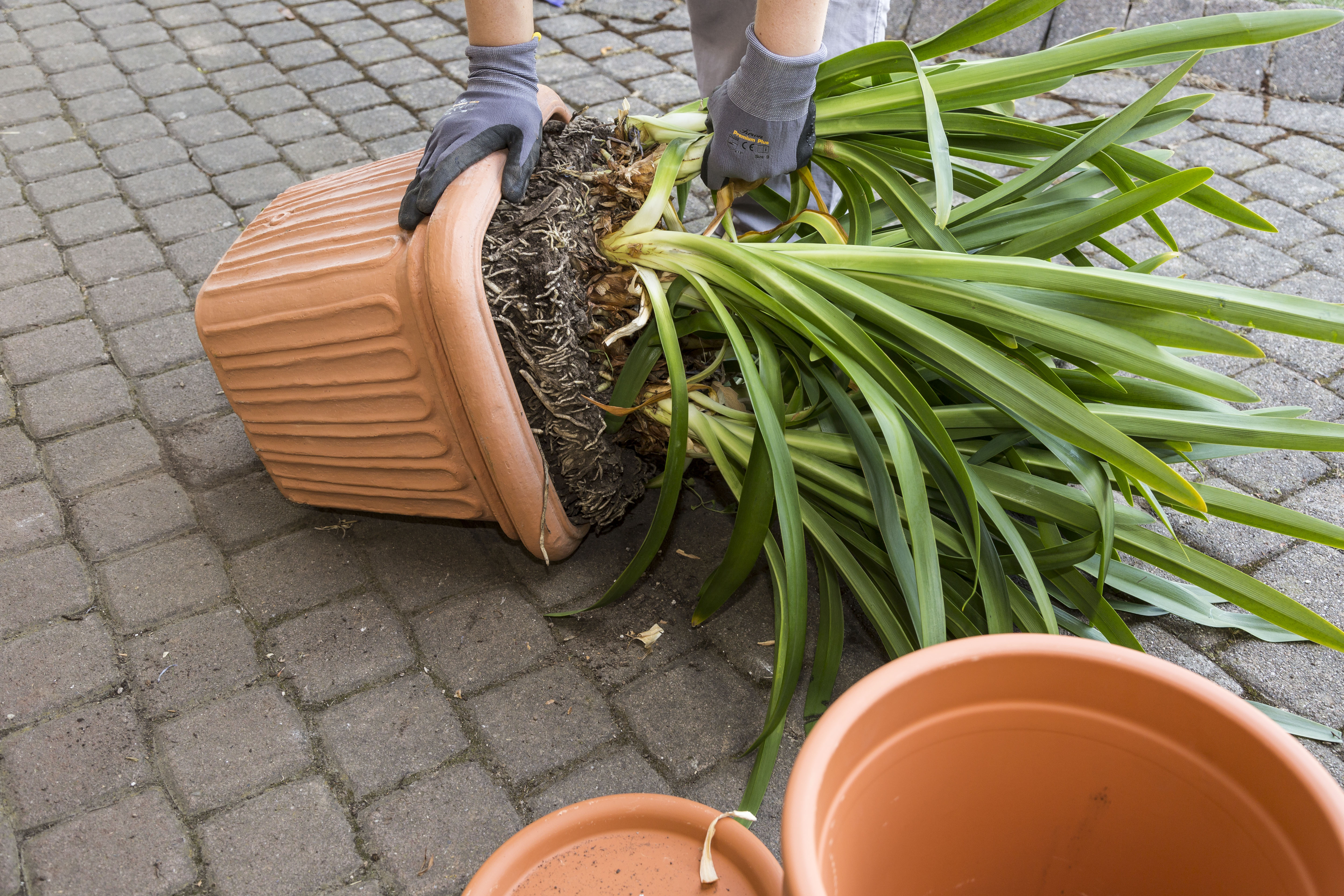 Heimwerkerin zieht Schmucklilie aus Topf, der am Boden liegt.