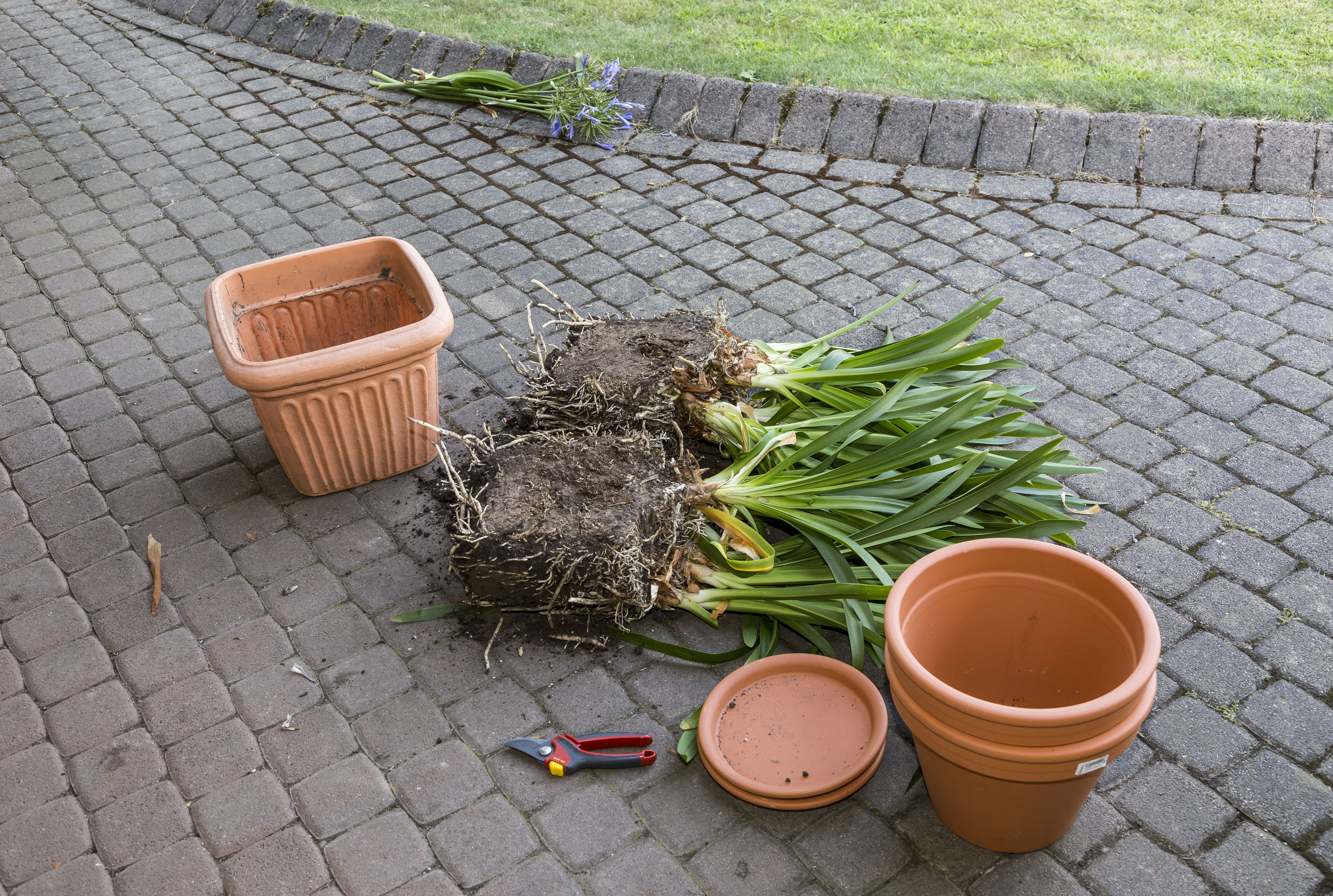 Geteilte Schmucklilien liegen auf Pflaster neben Blumentöpfen
