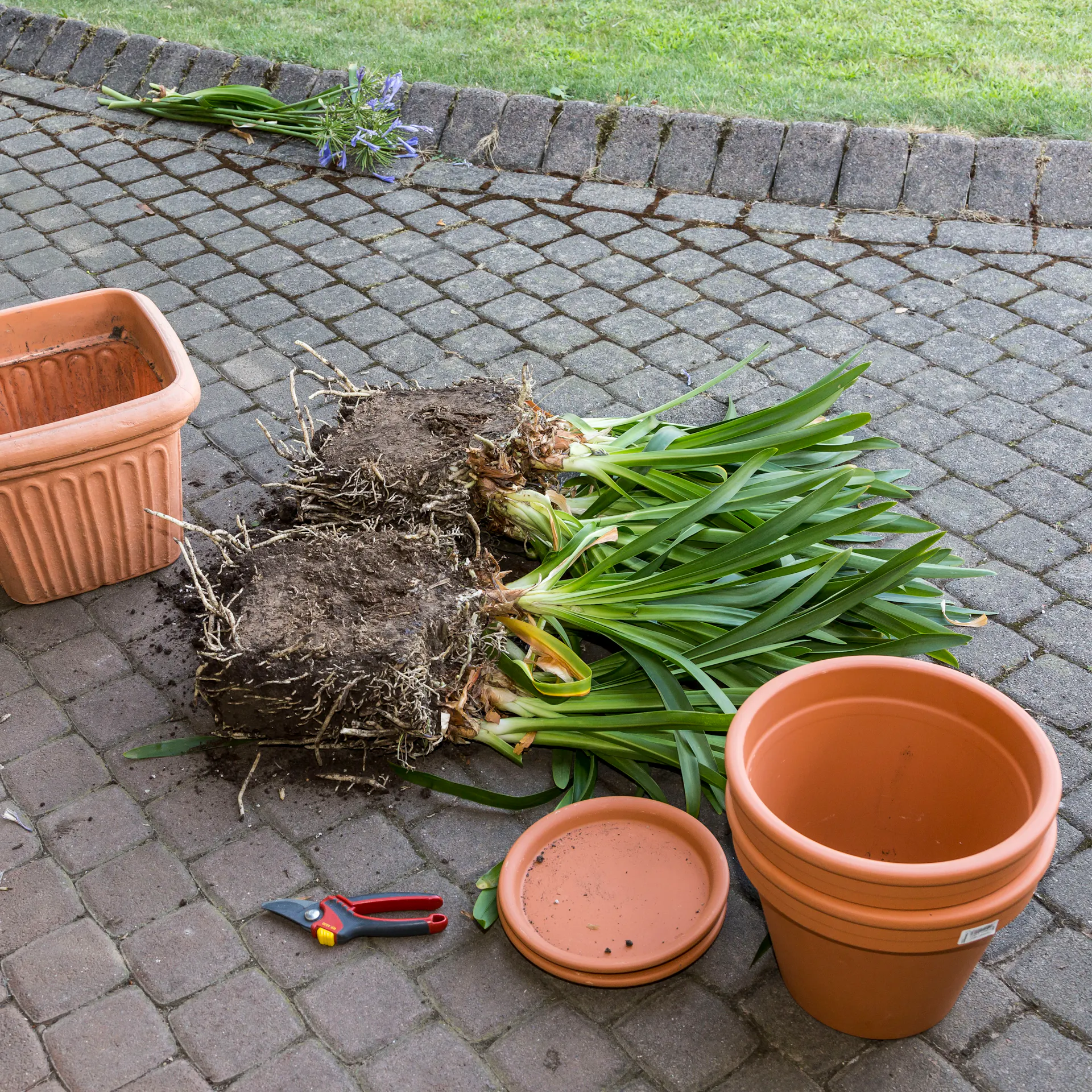 Geteilte Schmucklilien liegen auf Pflaster neben Blumentöpfen