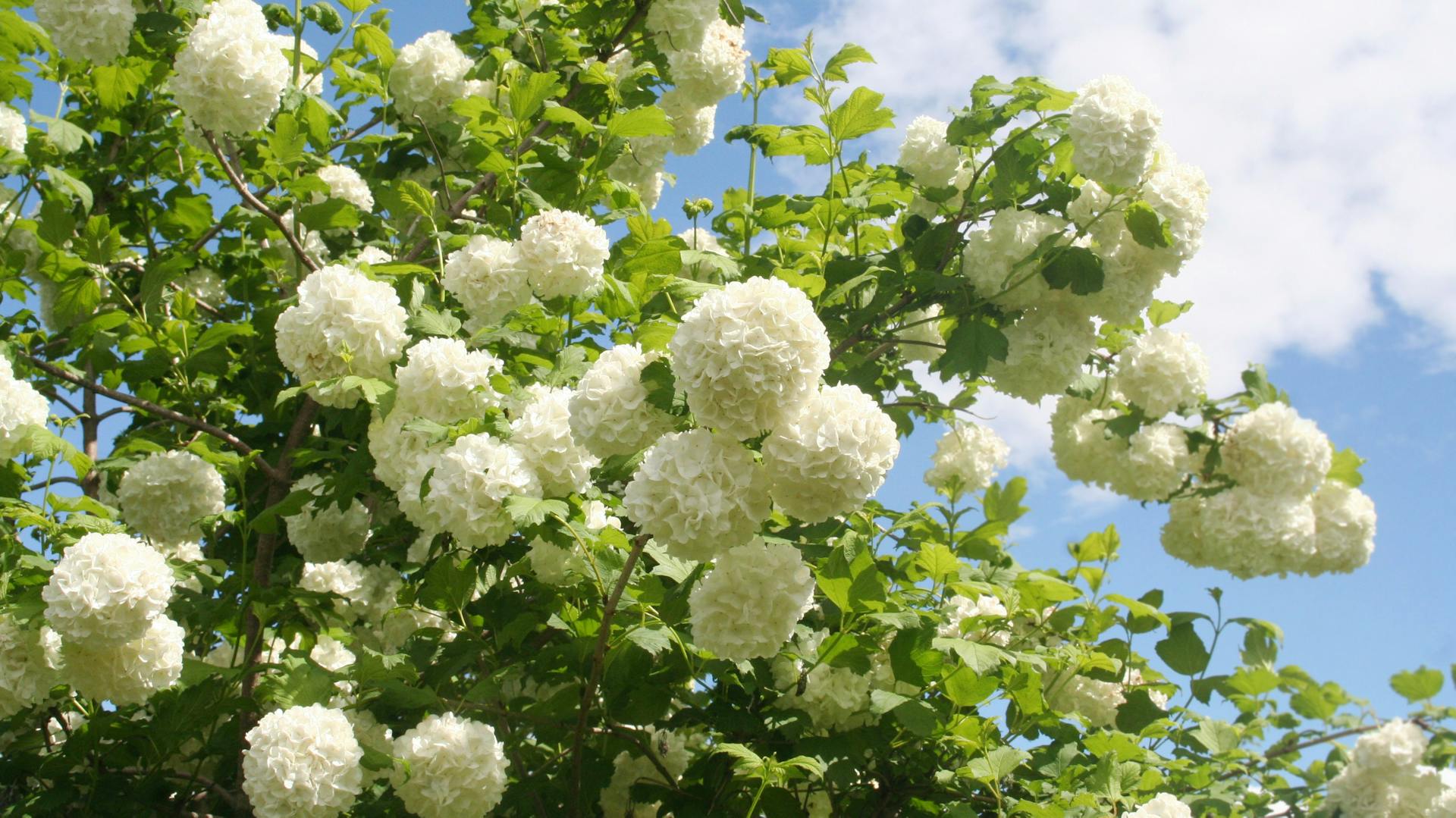 Blühender Schneeball