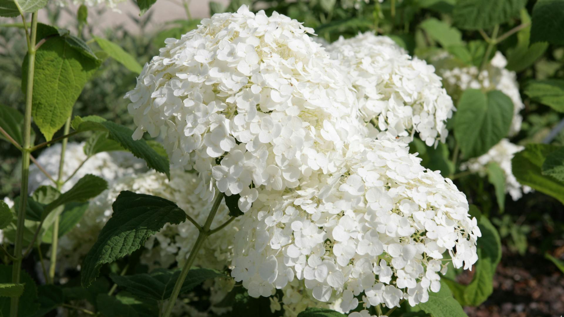 Weiß blühende Schneeballhortensie