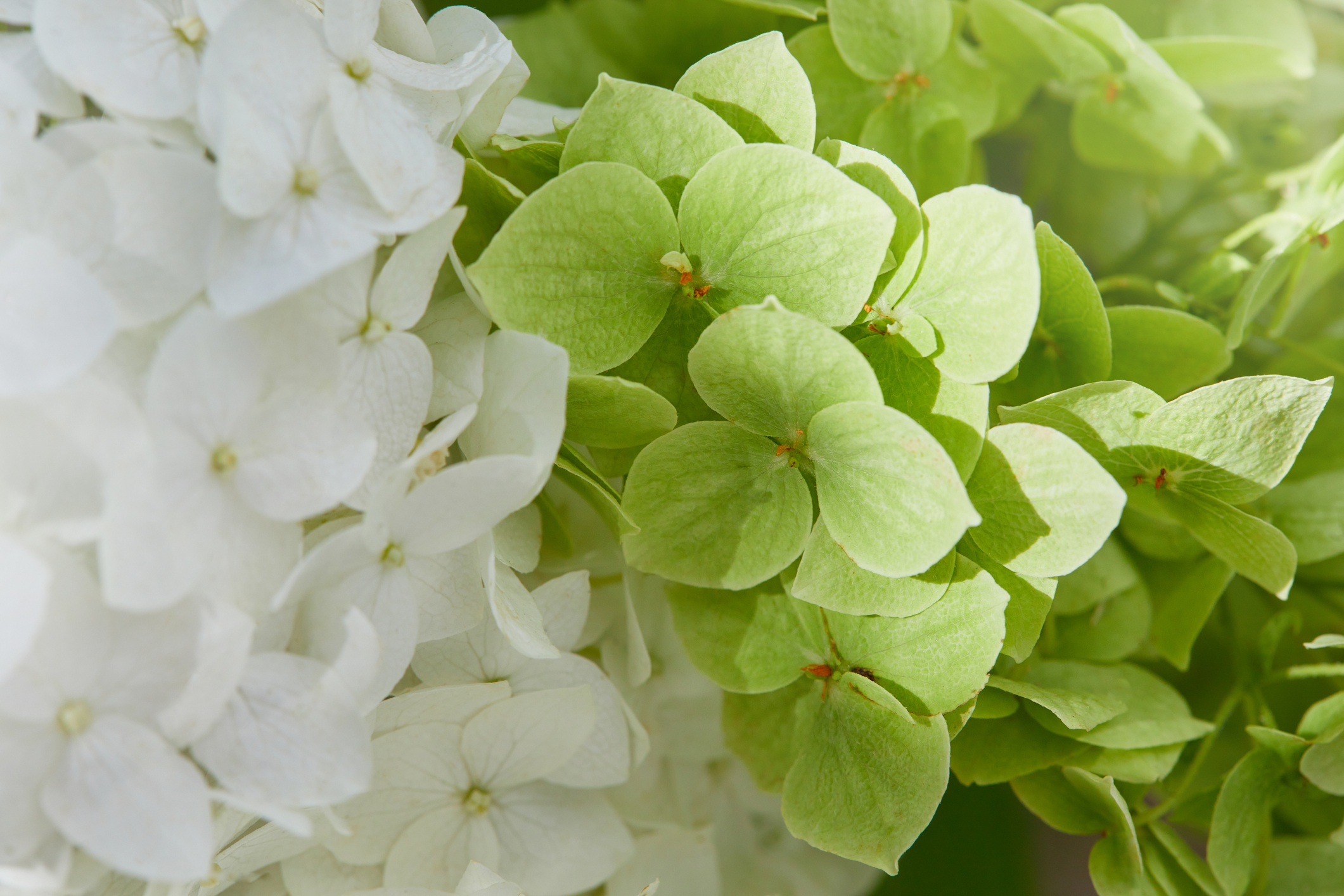 Weiße Blüten der Schneeballhortensie