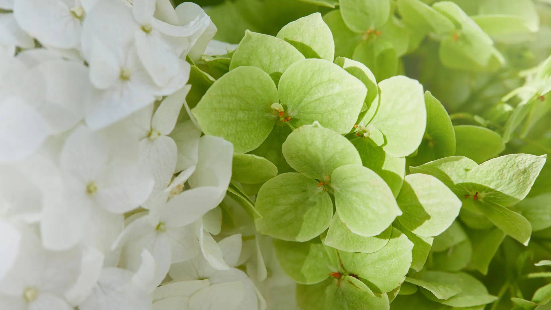 Weiße Blüten der Schneeballhortensie