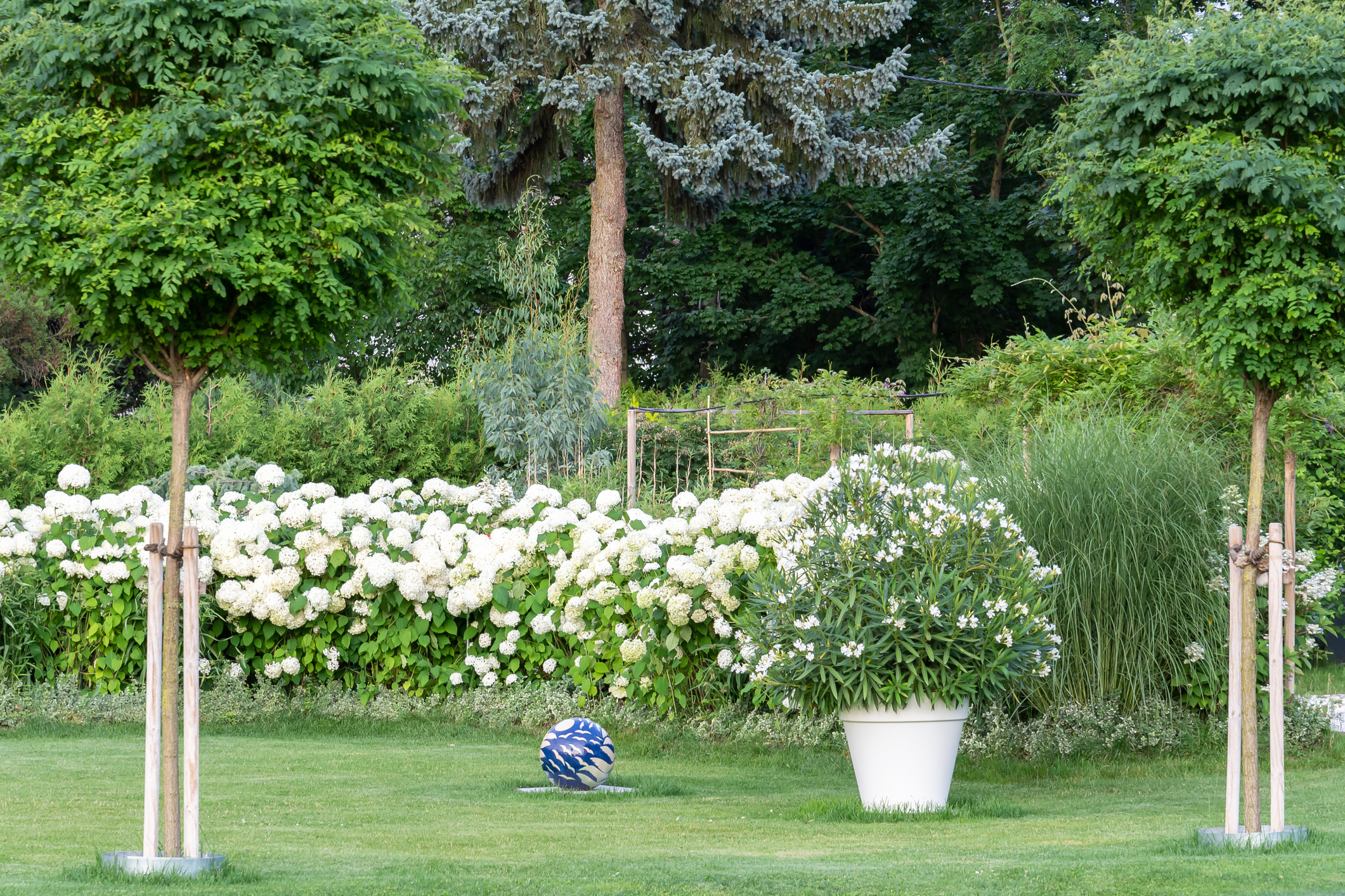 Schneeballhortensien im Garten