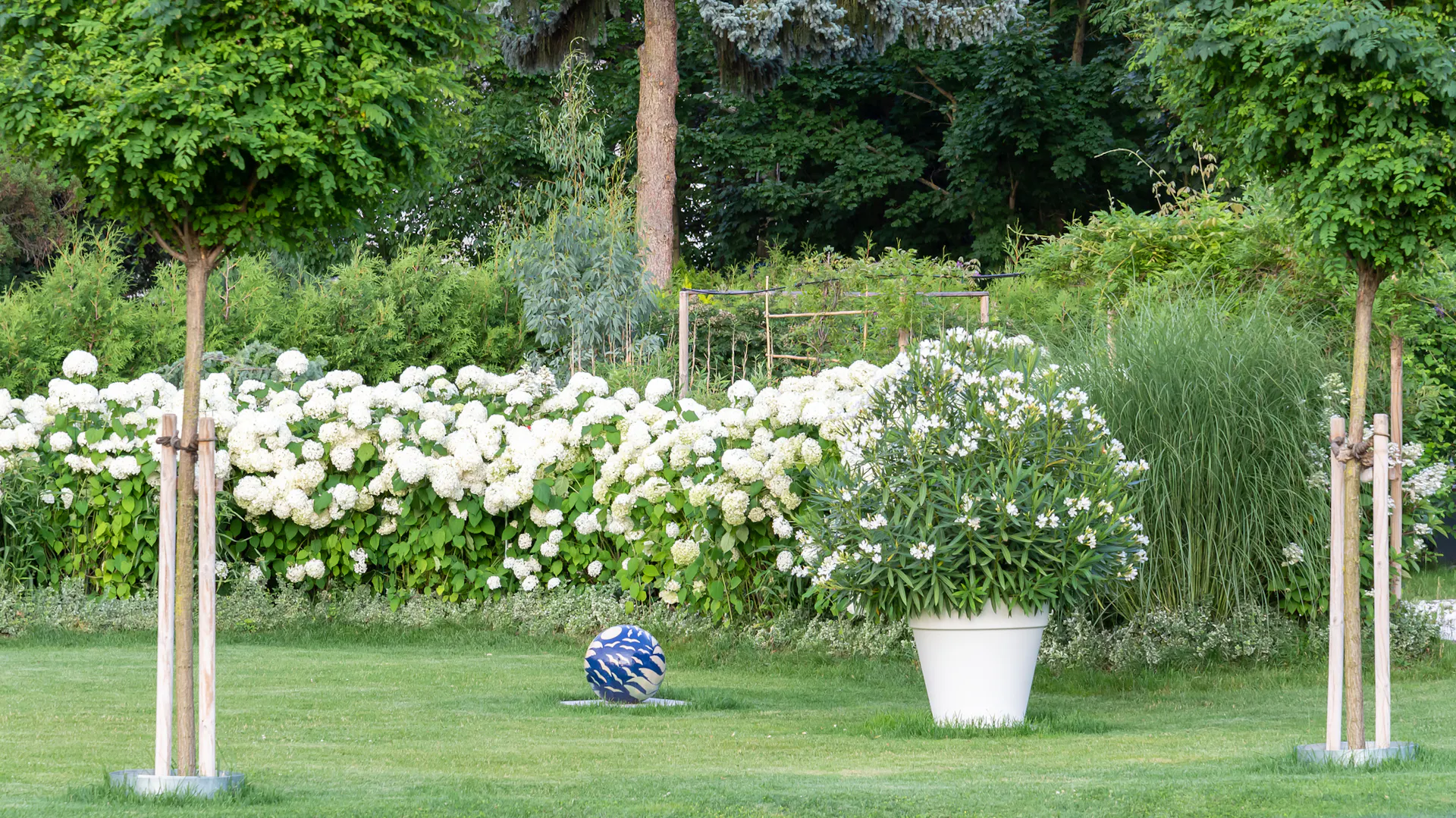 Schneeballhortensien im Garten