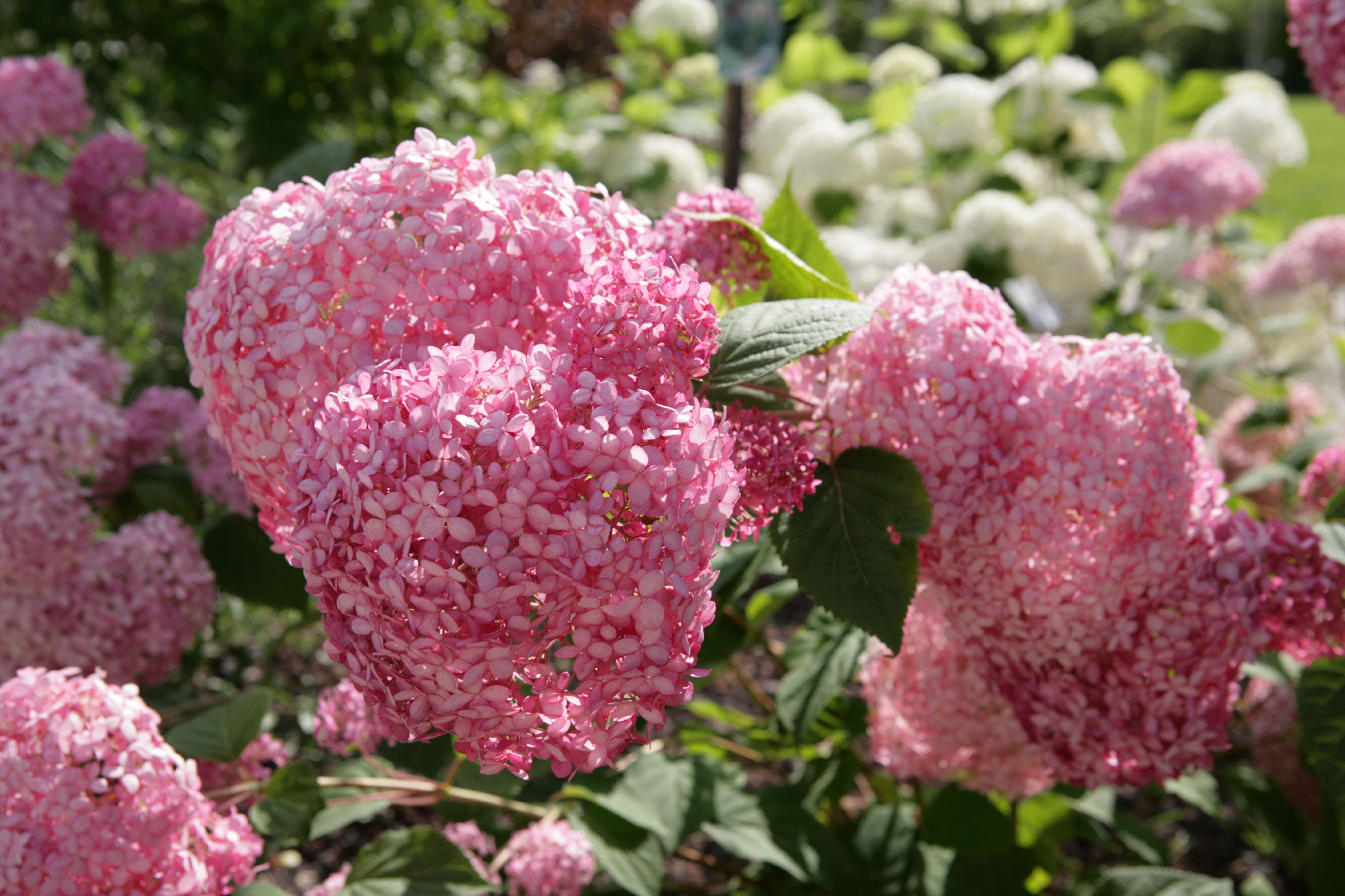 Schneeballhortensie „Pink Annabelle“