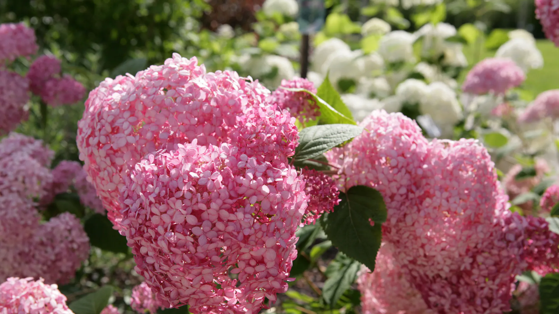 Schneeballhortensie „Pink Annabelle“