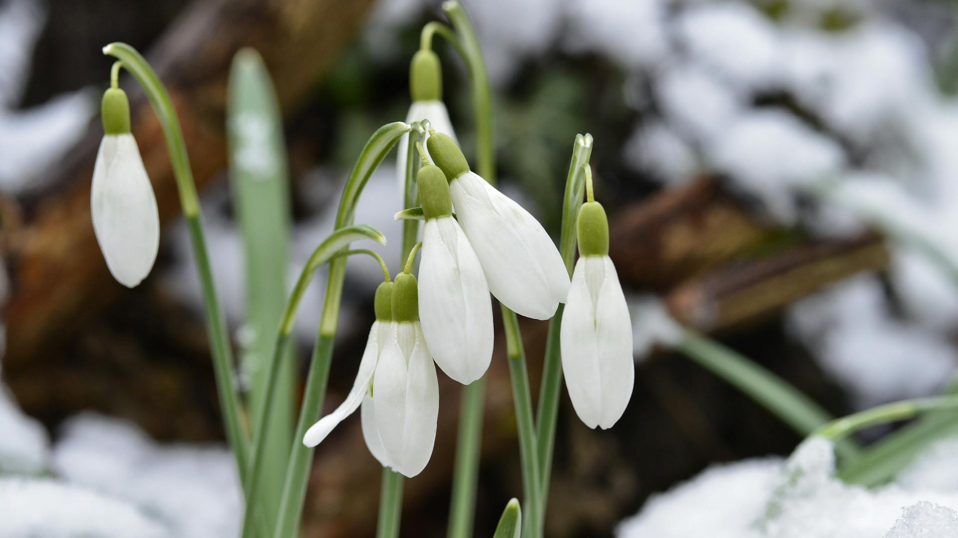 Schneeglöckchen im schneebedeckten Garten