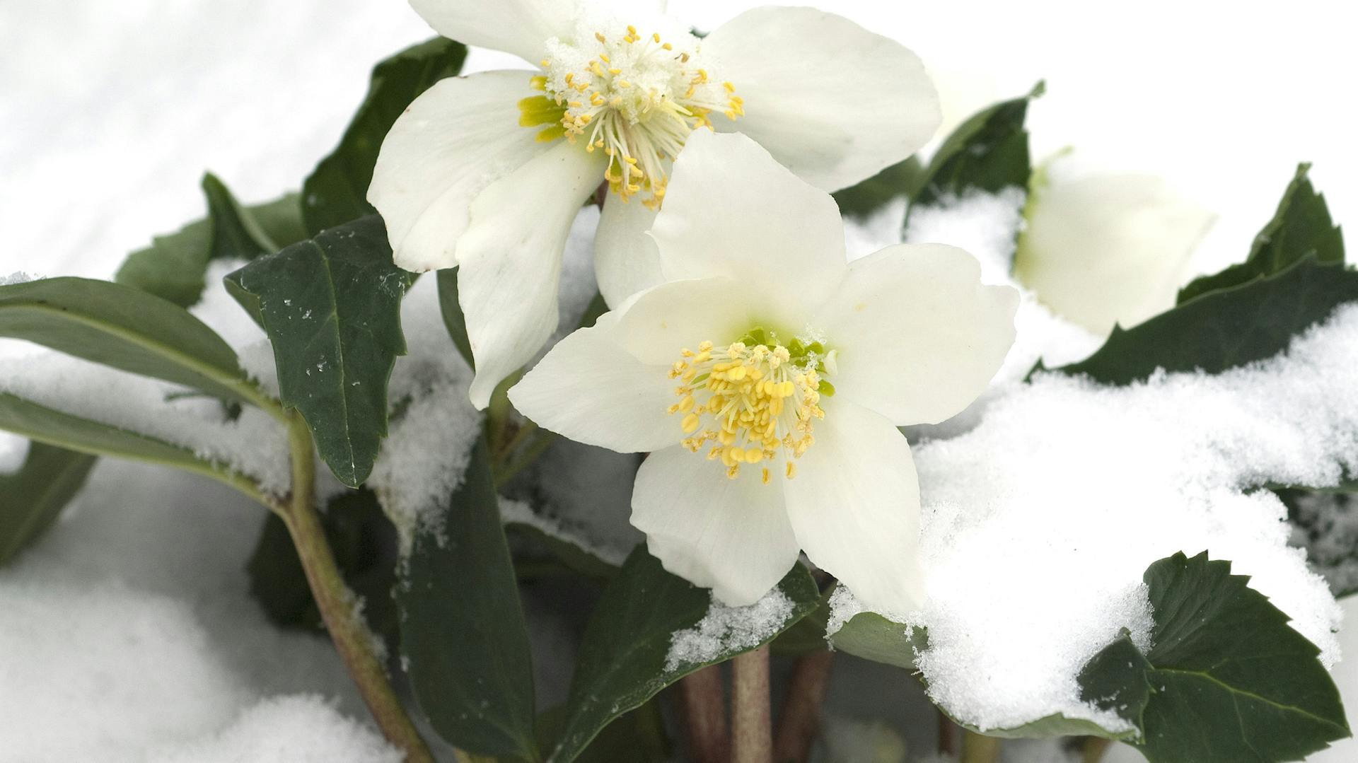 Schneerose mit weißen Blüten im Schnee.