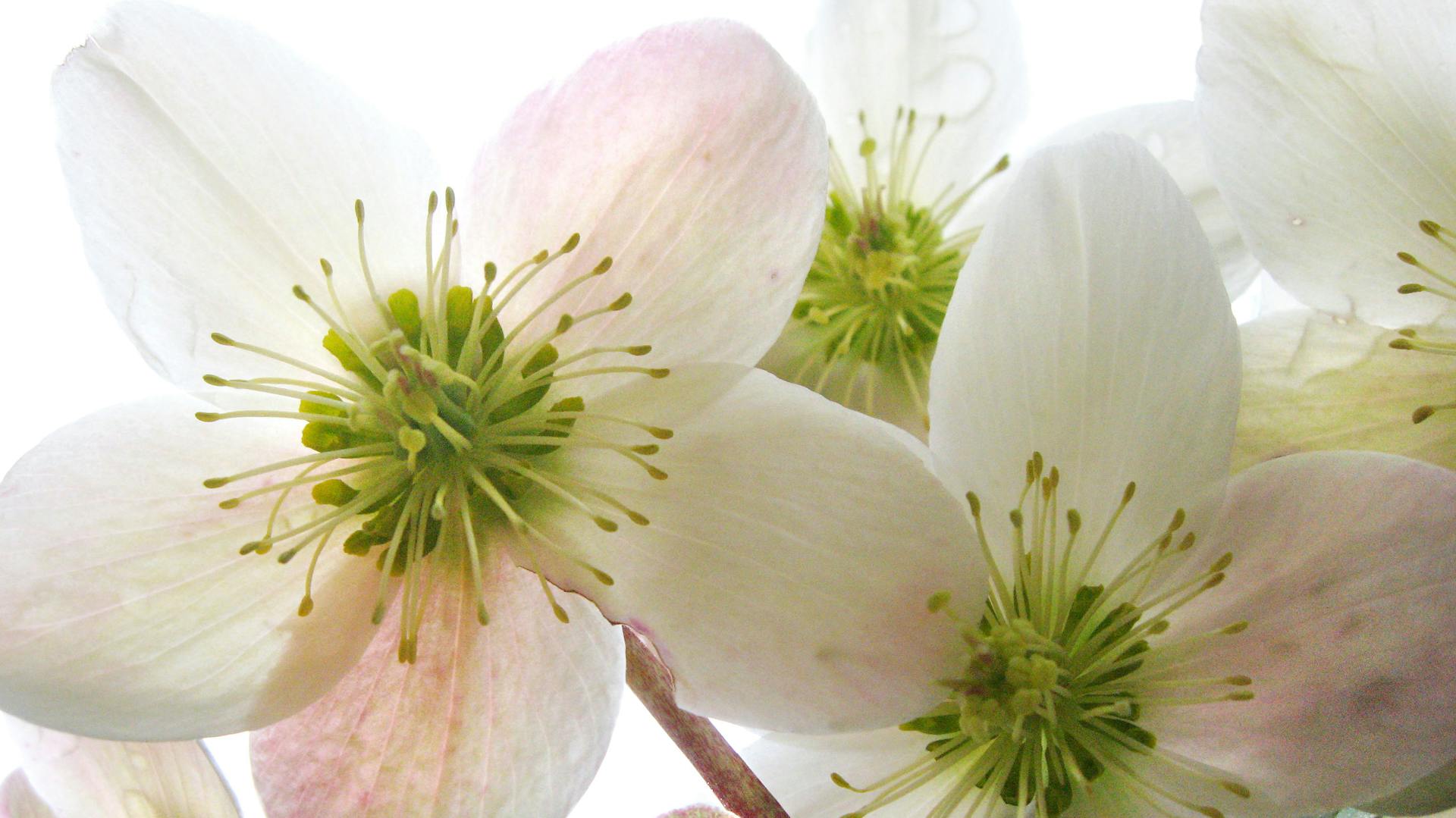 Weiße Blüten der Schneerose.