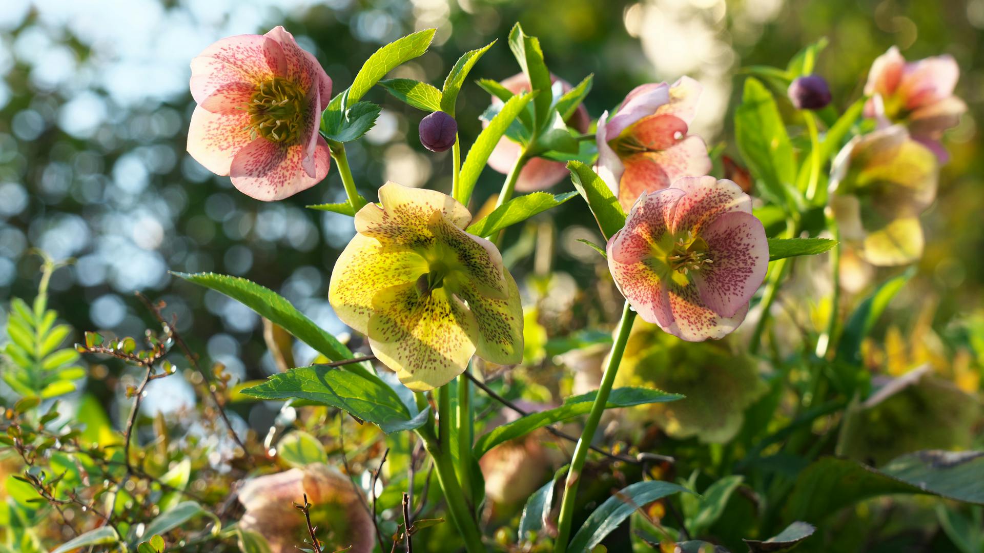 Altrosafarbene Schneerosen stehen auf einer Wiese.