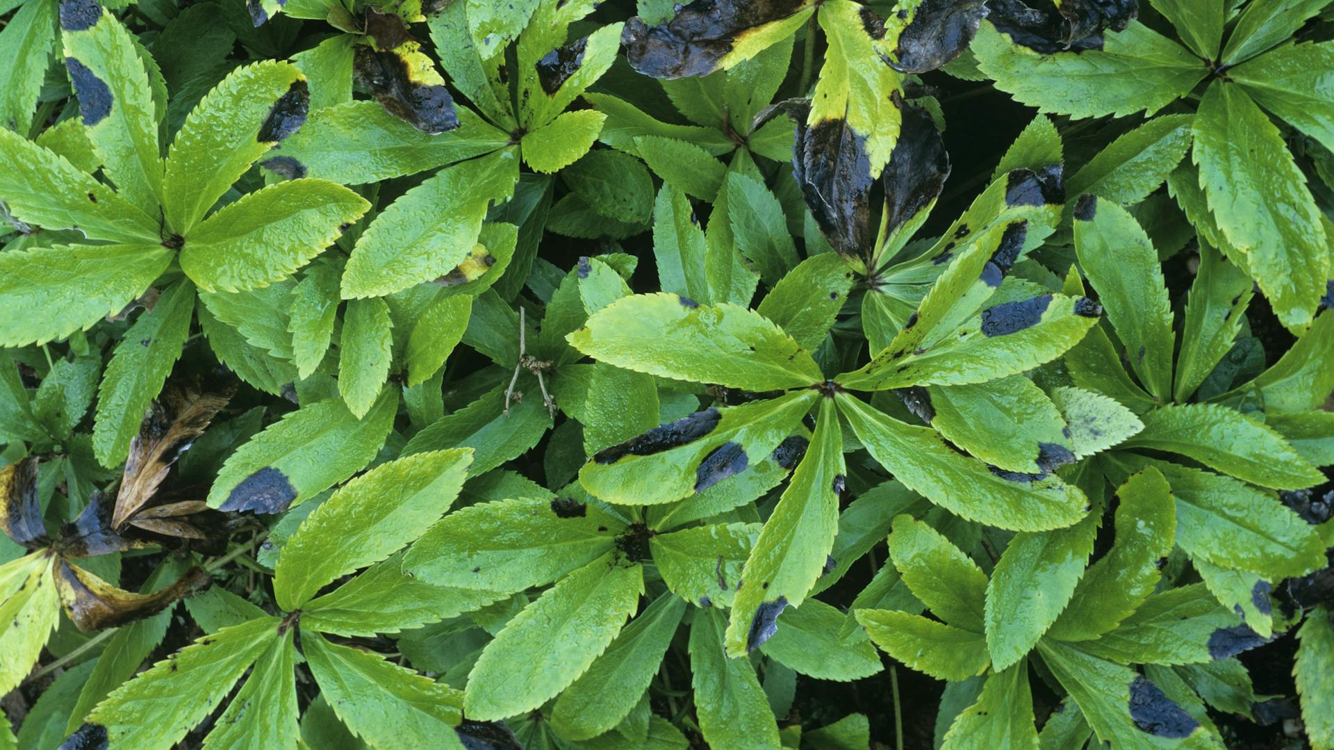 Schwarzer Mehltau auf grünen Blättern.