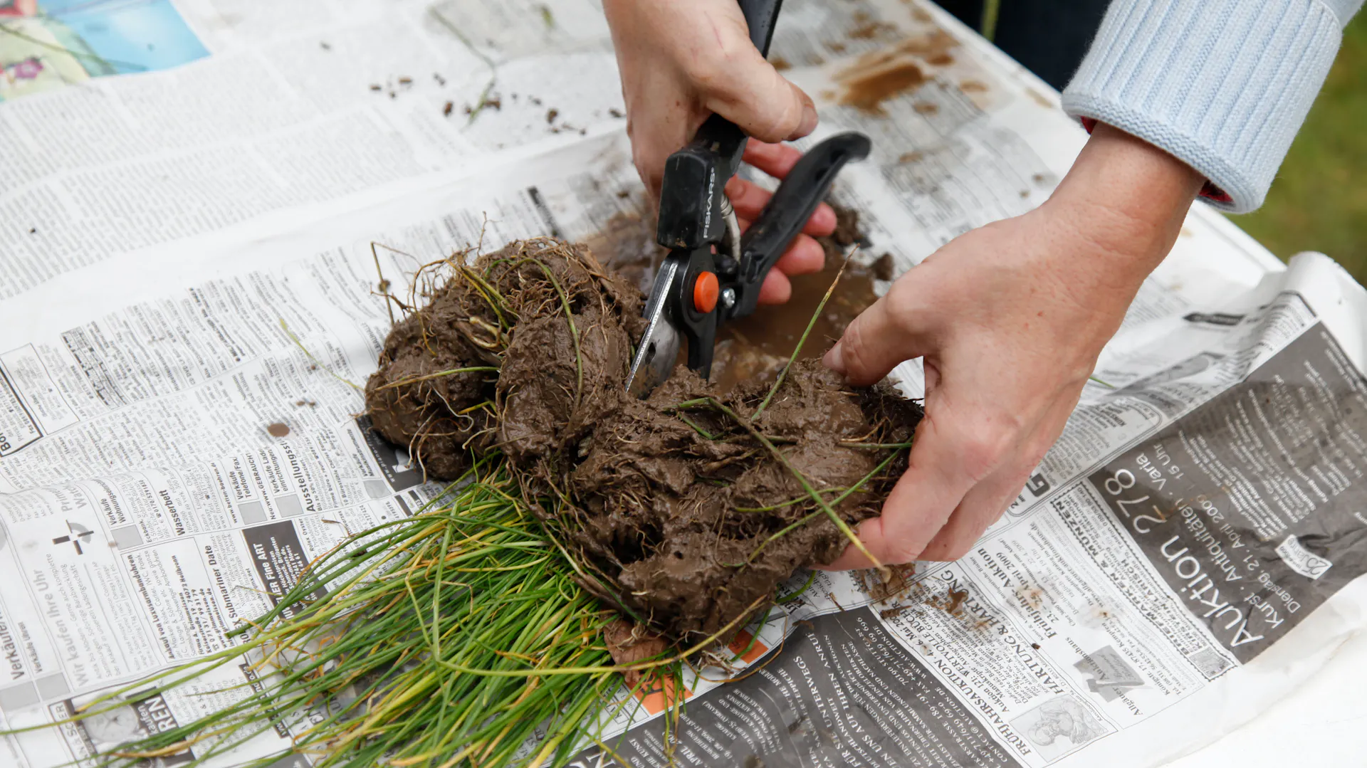 Jemand teilt Schnittlauch mit einer Gartenschere.