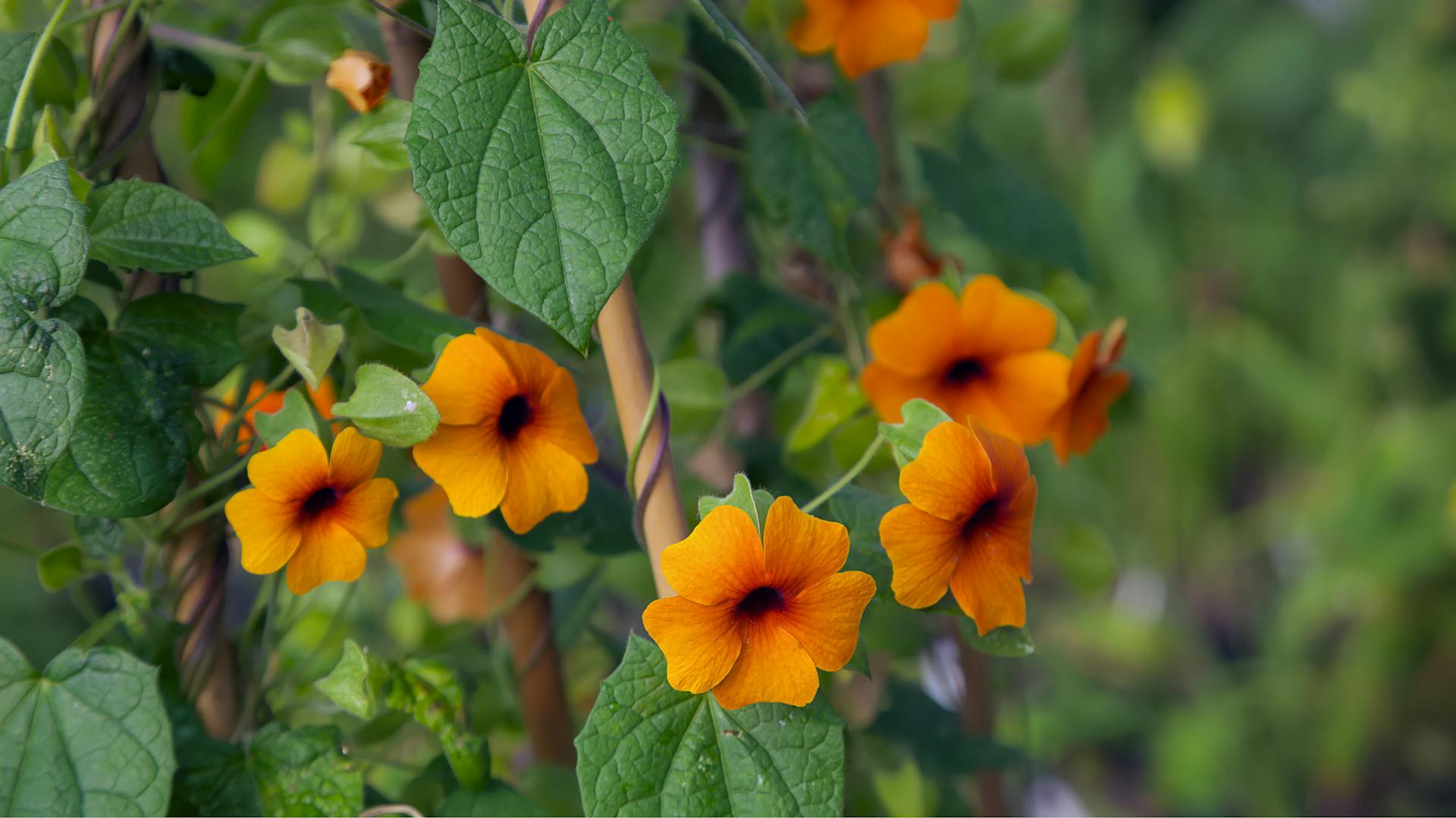 Schwarzäugige Susanne mit Blüten