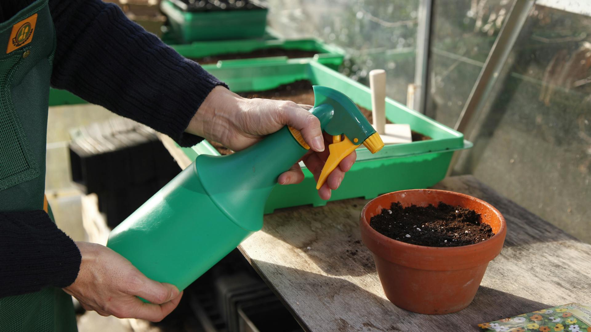 Aussaat der Schwarzäugige Susanne wird in Blumentopf mit Sprühflasche besprüht.