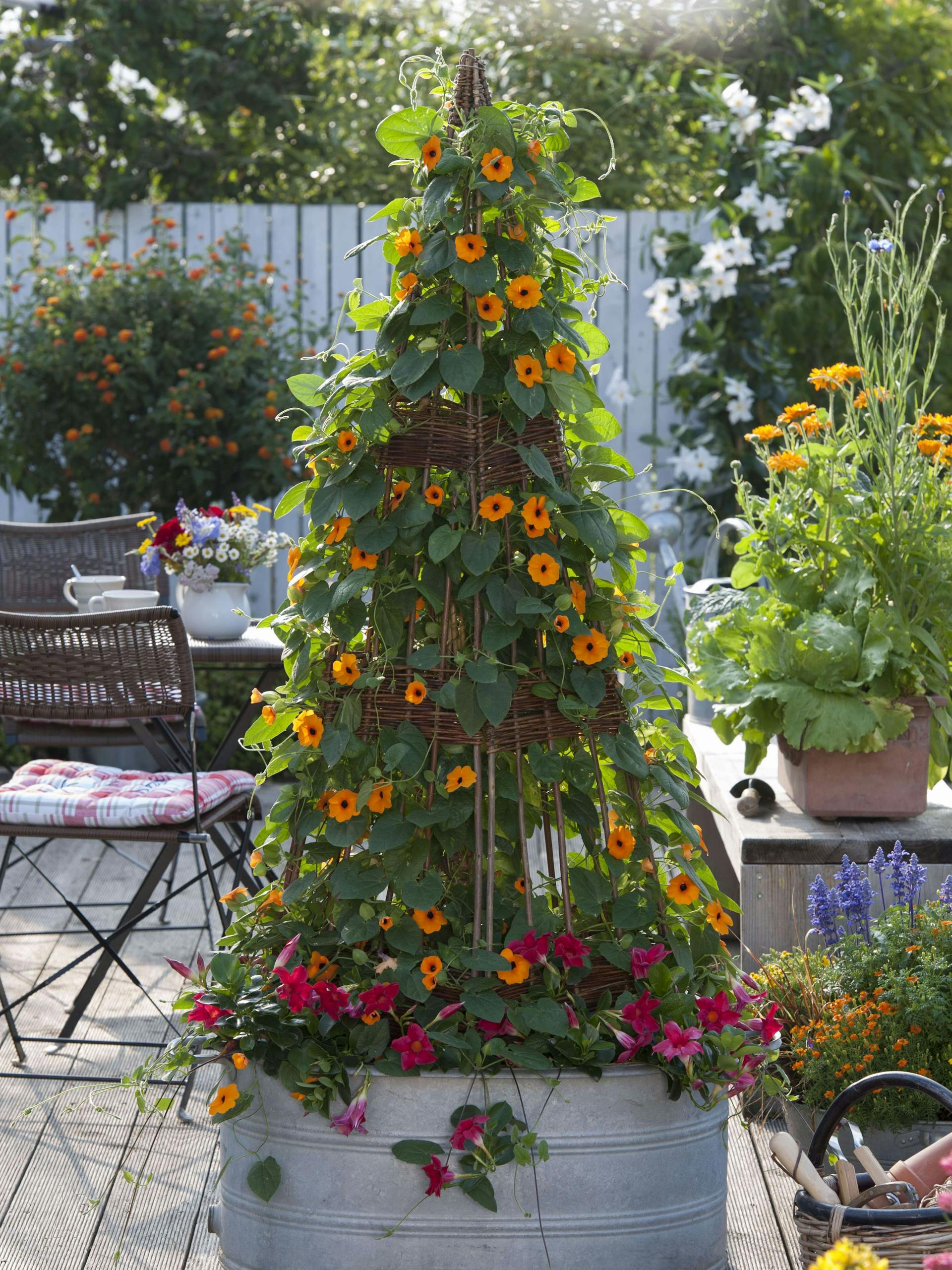 Schwarzäugige Susanne in einem Kübel auf der Terrasse