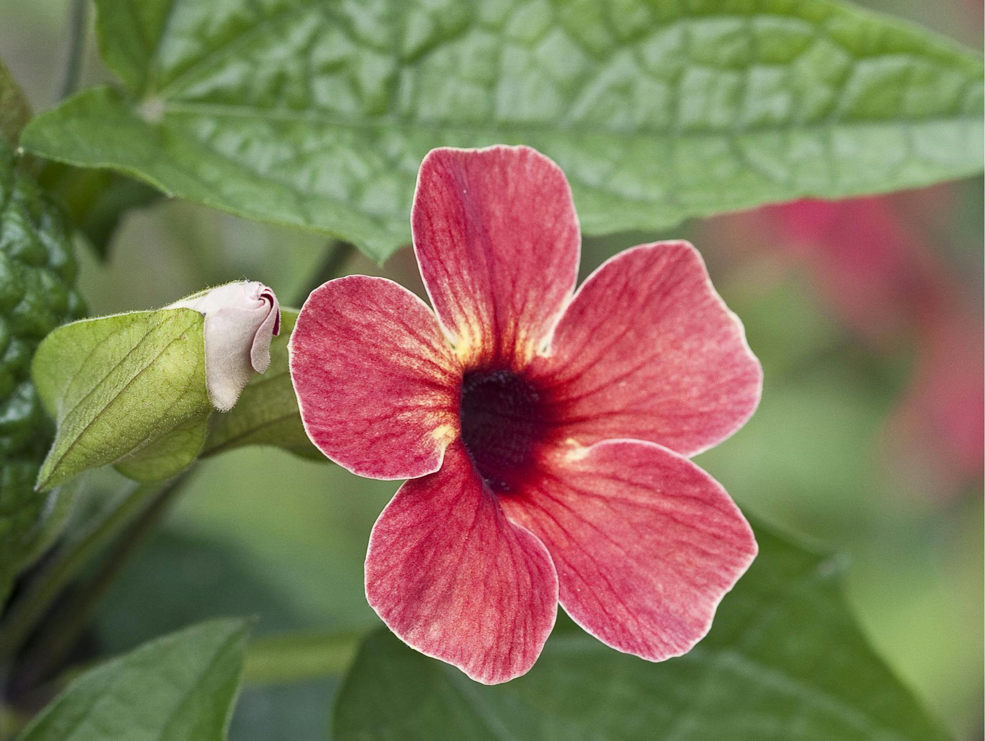 Schwarzäugige Susanne „Salmon Shades“