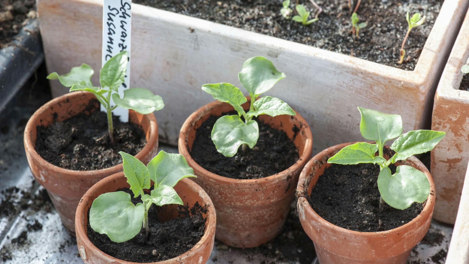 Jungpflanzen der Schwarzäugigen Susanne in kleinen Pflanztöpfen.