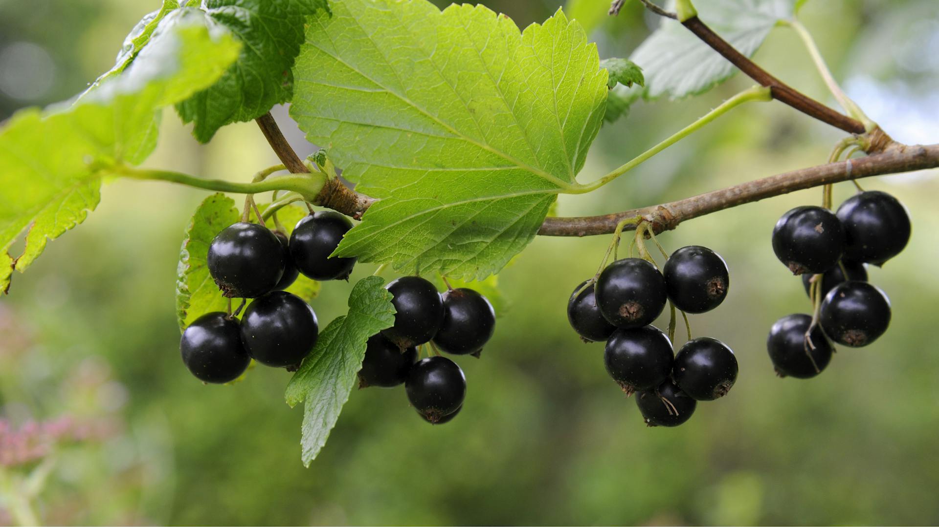 Schwarze Johannisbeeren am Strauch.